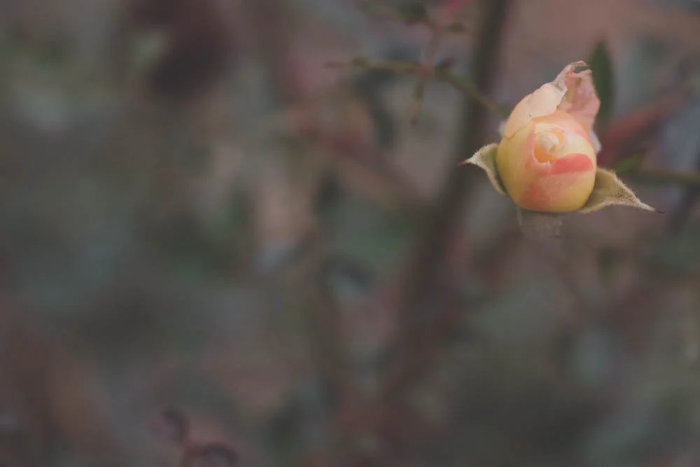 rose bud