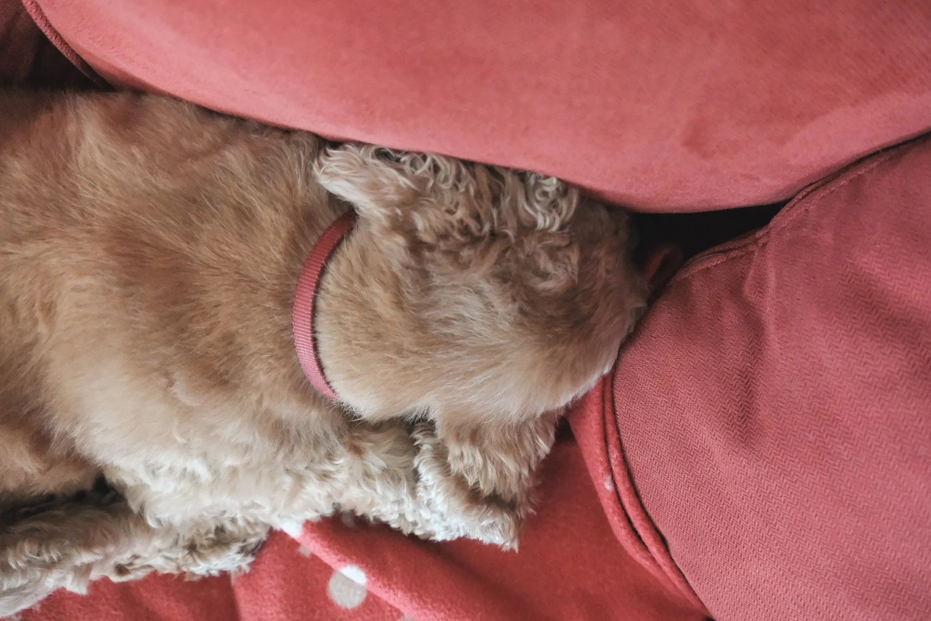 dog sleeping on red sofa
