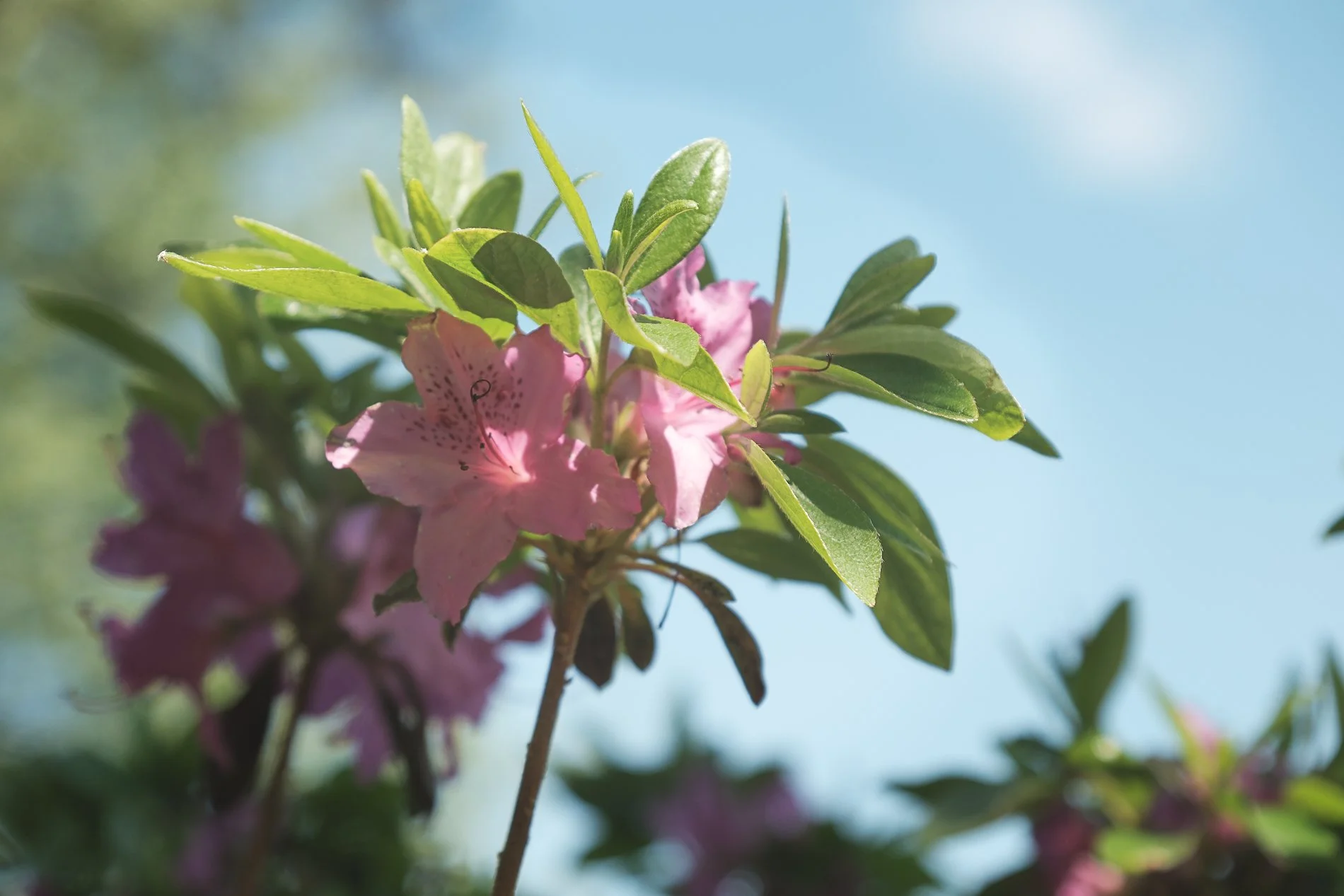 pink azalea blue sky