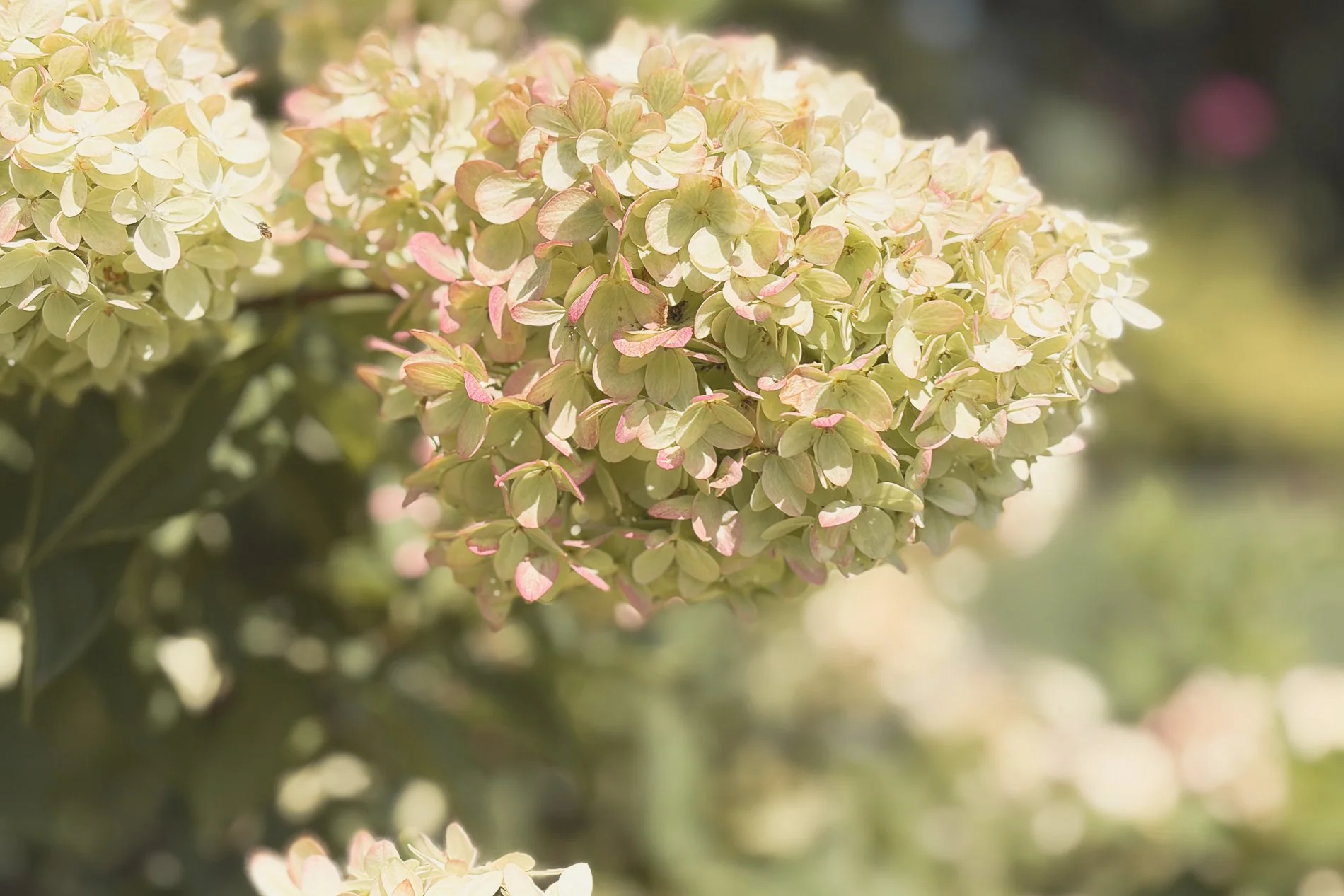 white hydrangea with tinges of pink