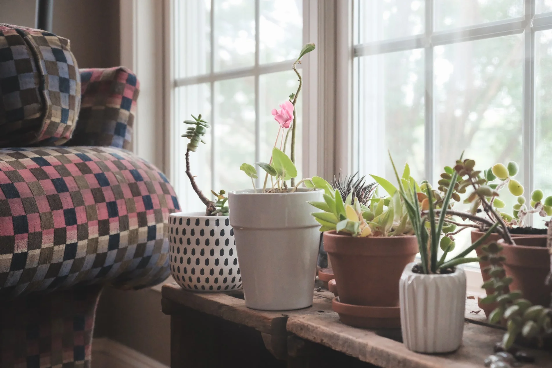 plants by window