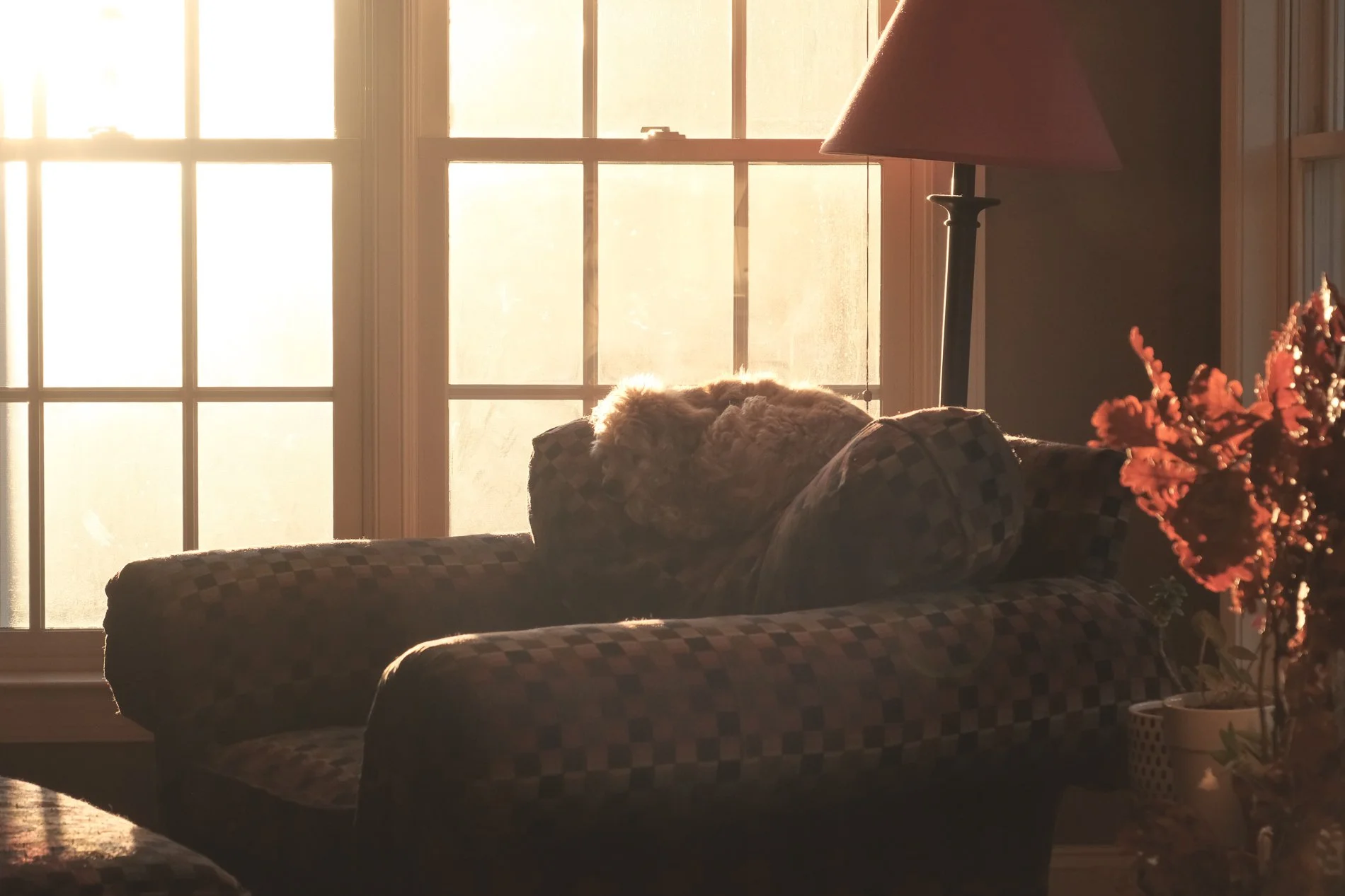 dog sleeping on chair back by sunlit window