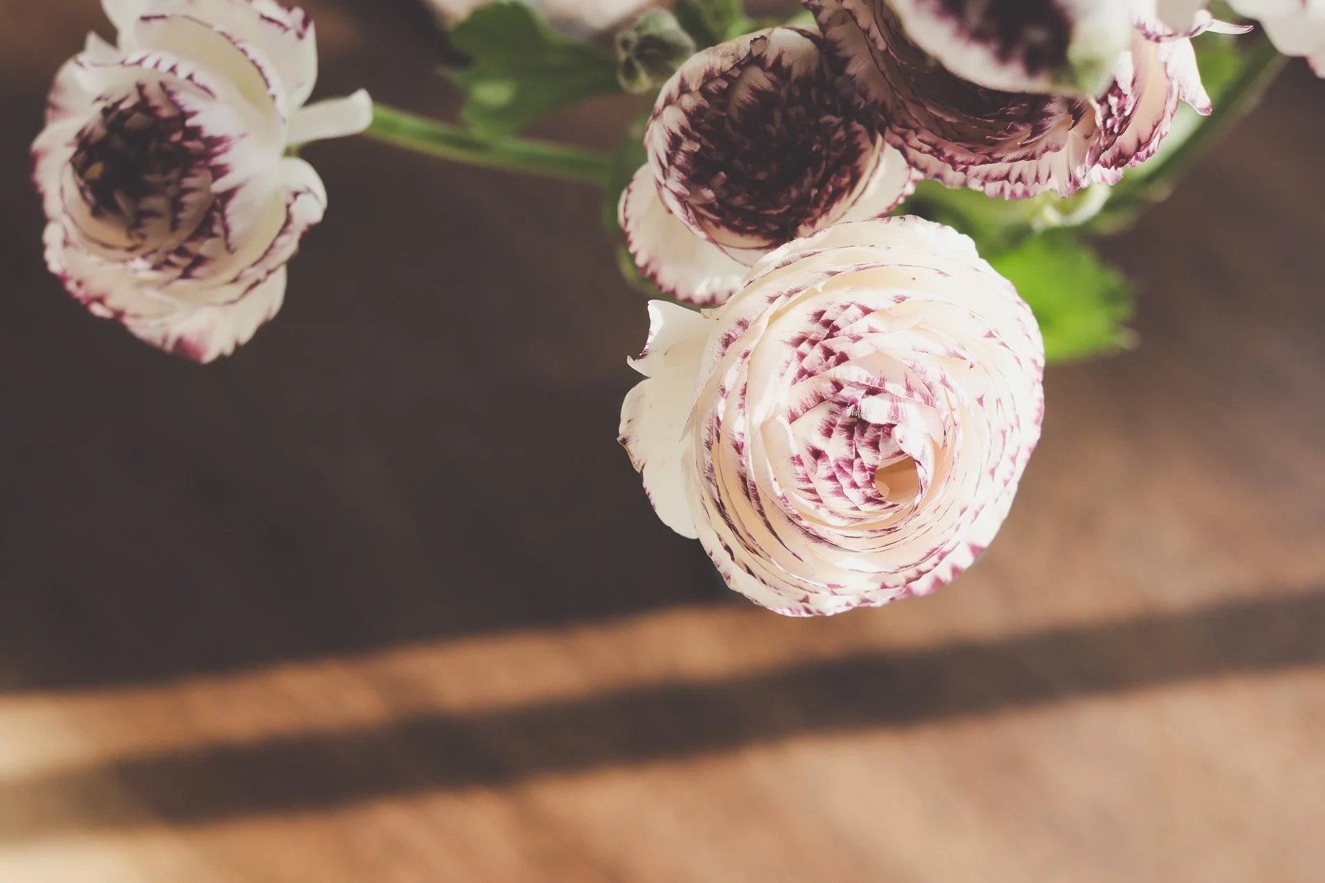 white ranunculus with purple edges