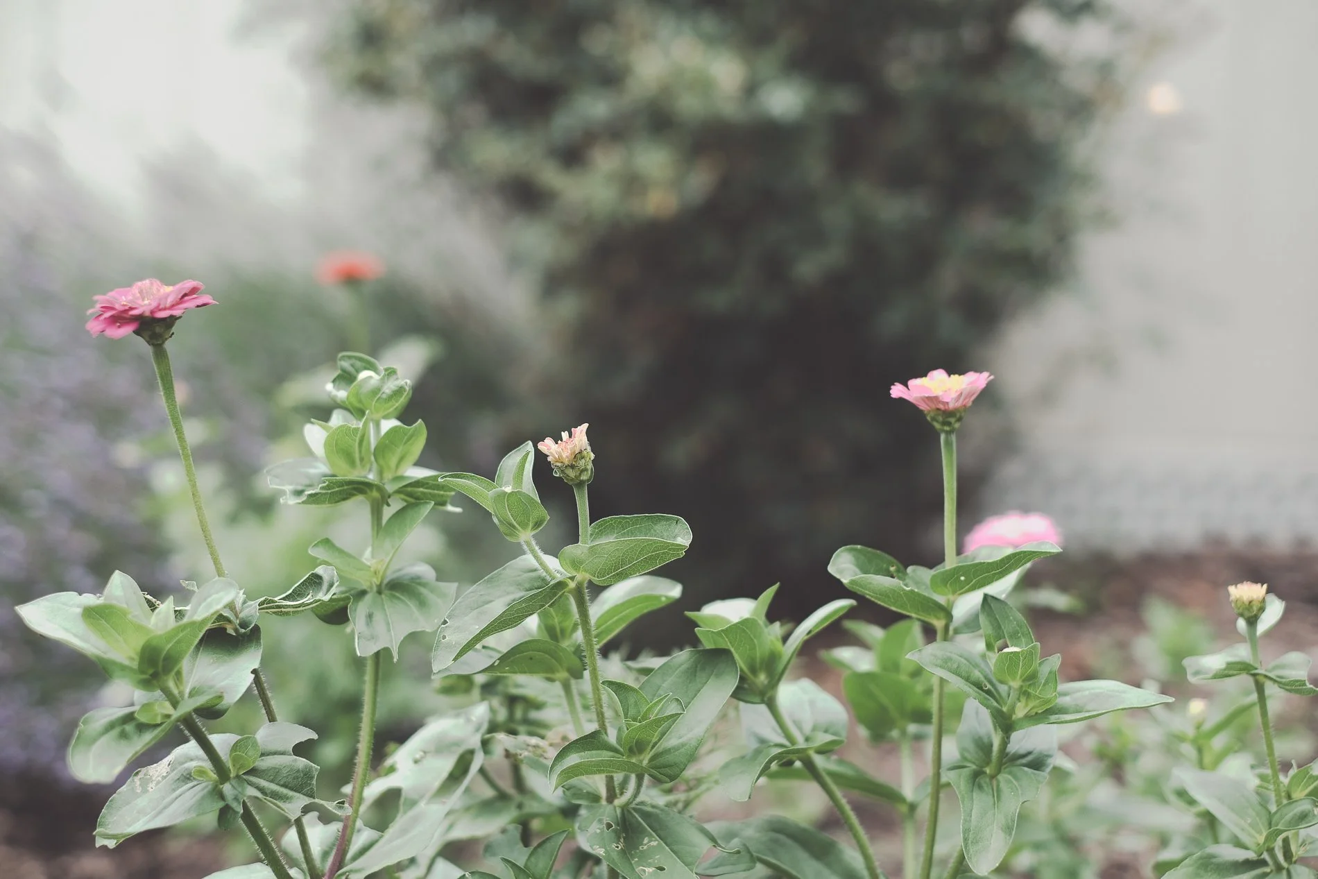 pink zinnias in the garden