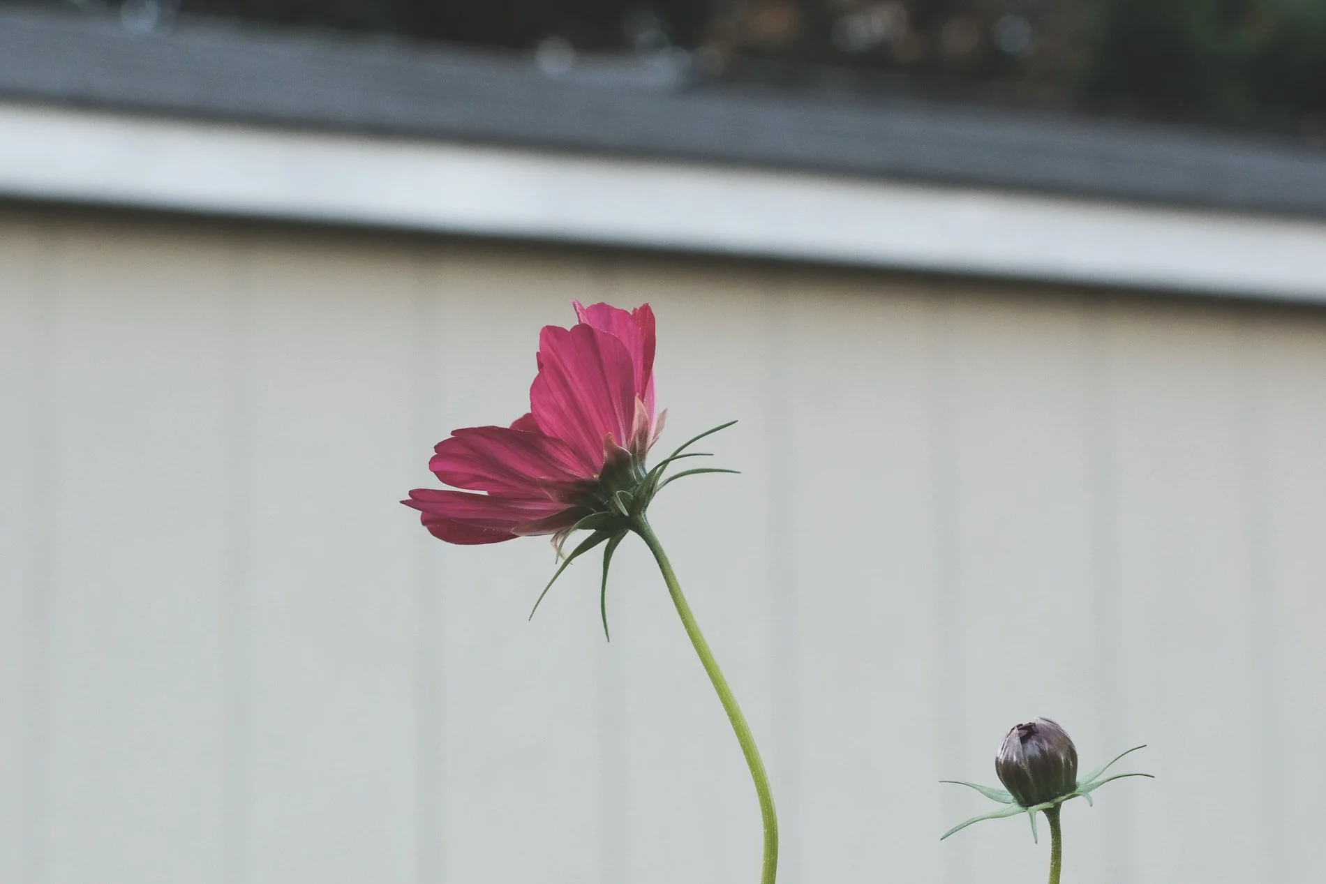 dark pink cosmos against cream colored shed