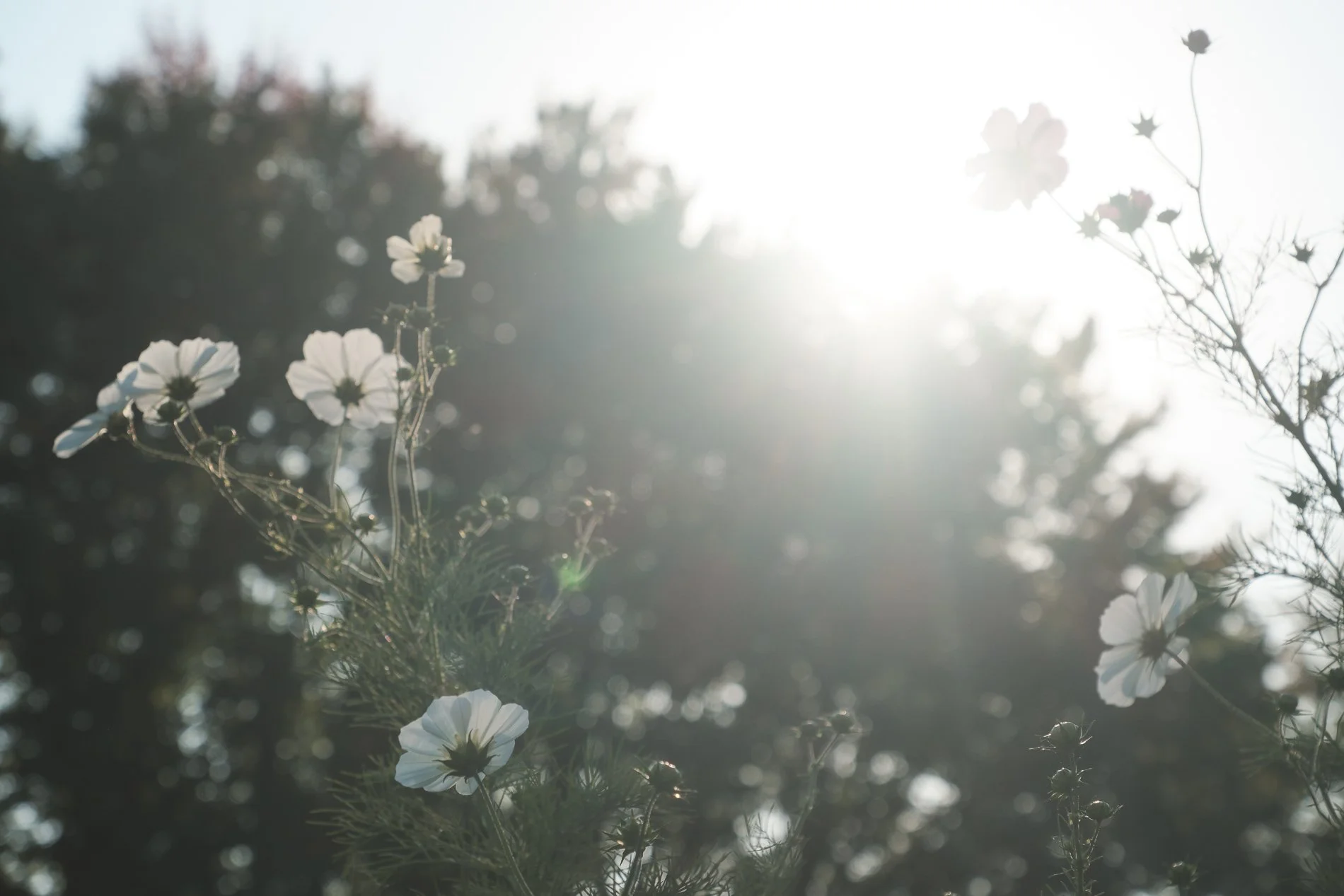 white cosmos against green trees and sun flare