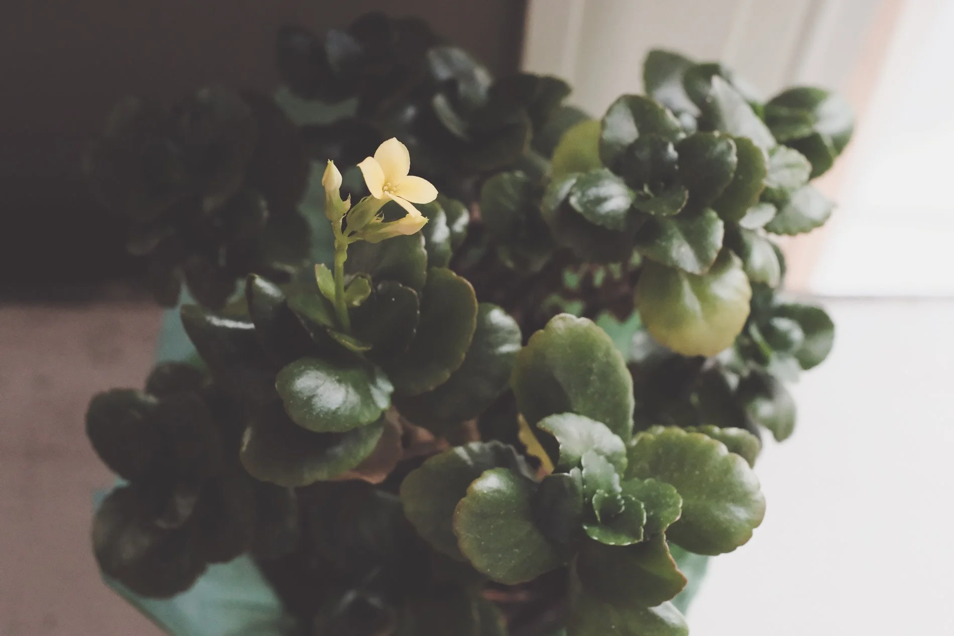 kalenchoe with yellow bloom