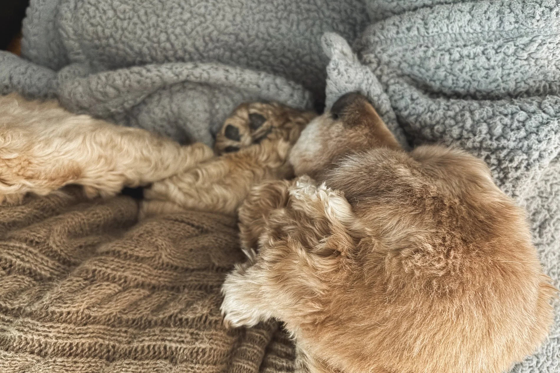 ginger colored dog curled up sleeping
