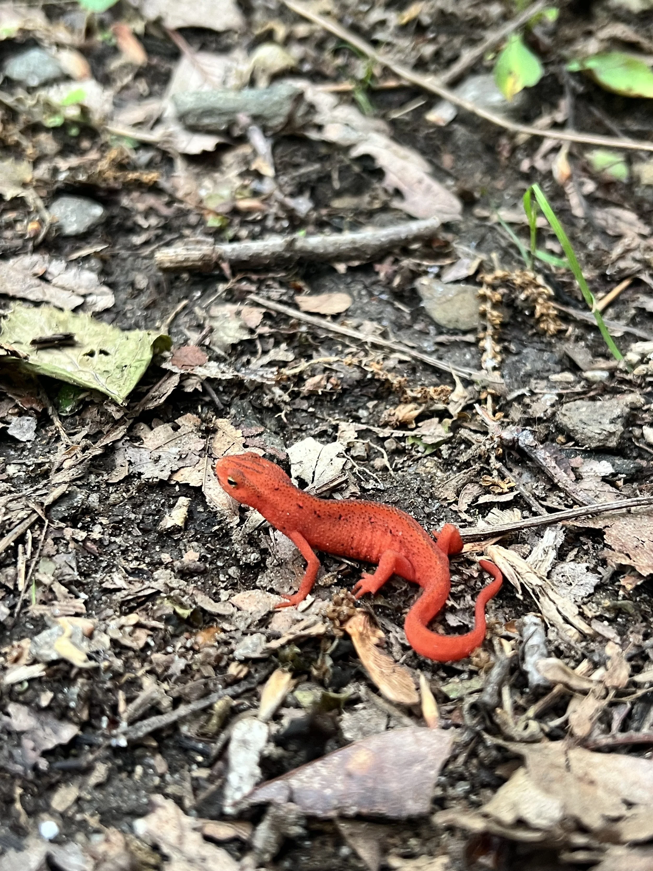Bartram Trail, geko.jpg