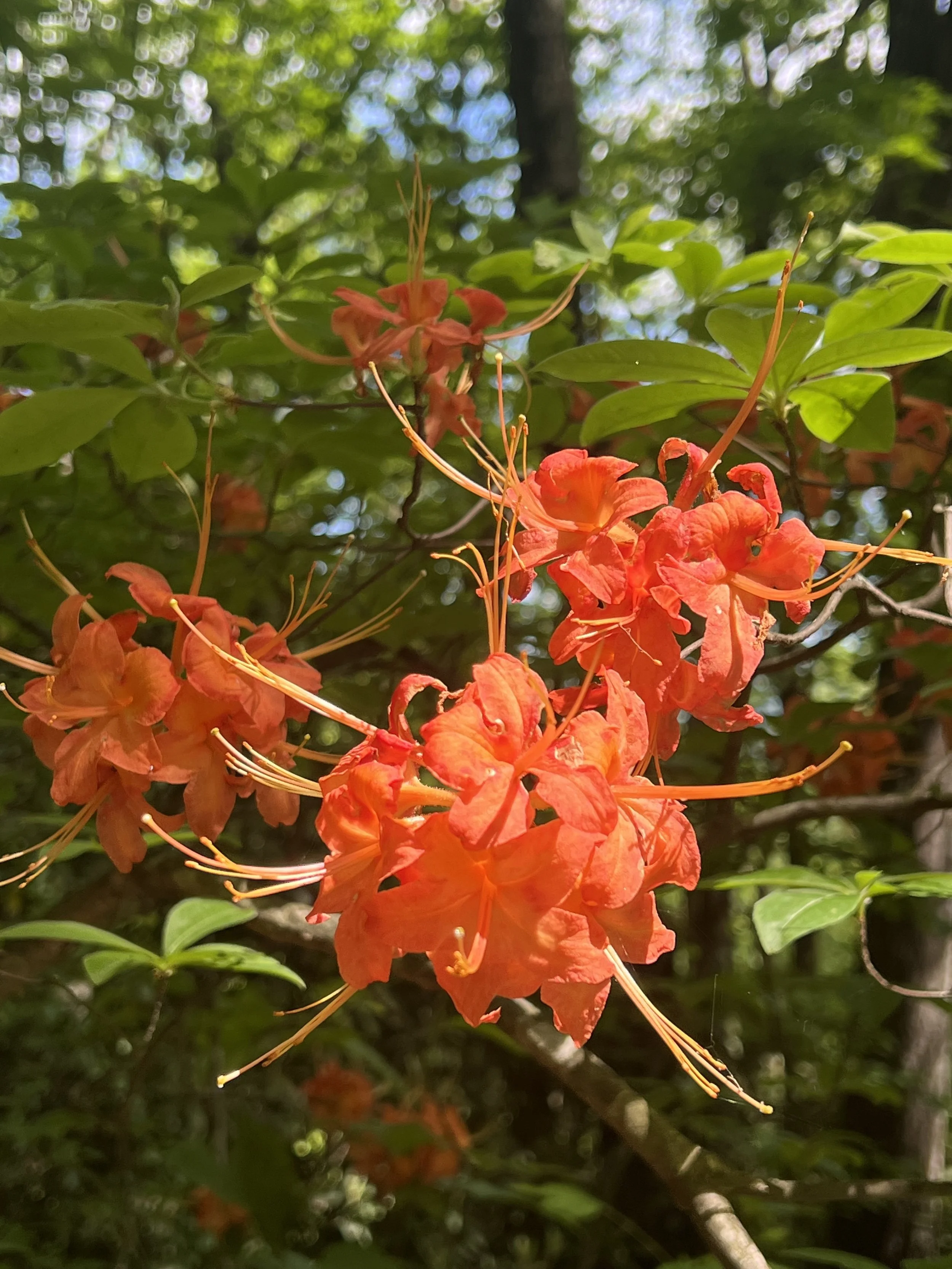 Bartram Trail, flowers.jpg