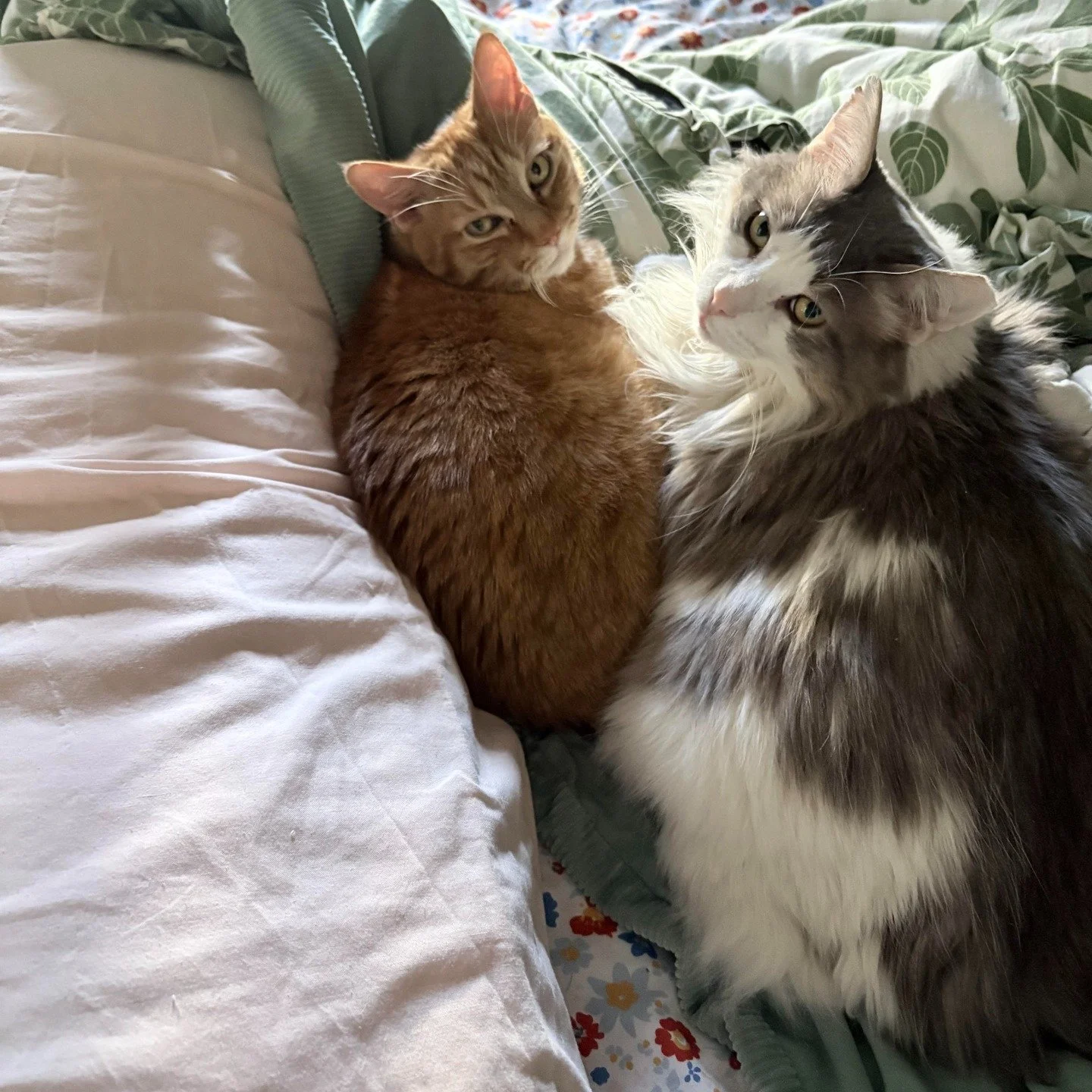 The Pets of OTP feature was too good to leave on the stories so we made it to the main grid!! 

Thanks for holding space for our sweet babes! Share pics of your pets below so we can talk about how cute they are in between sessions 😍