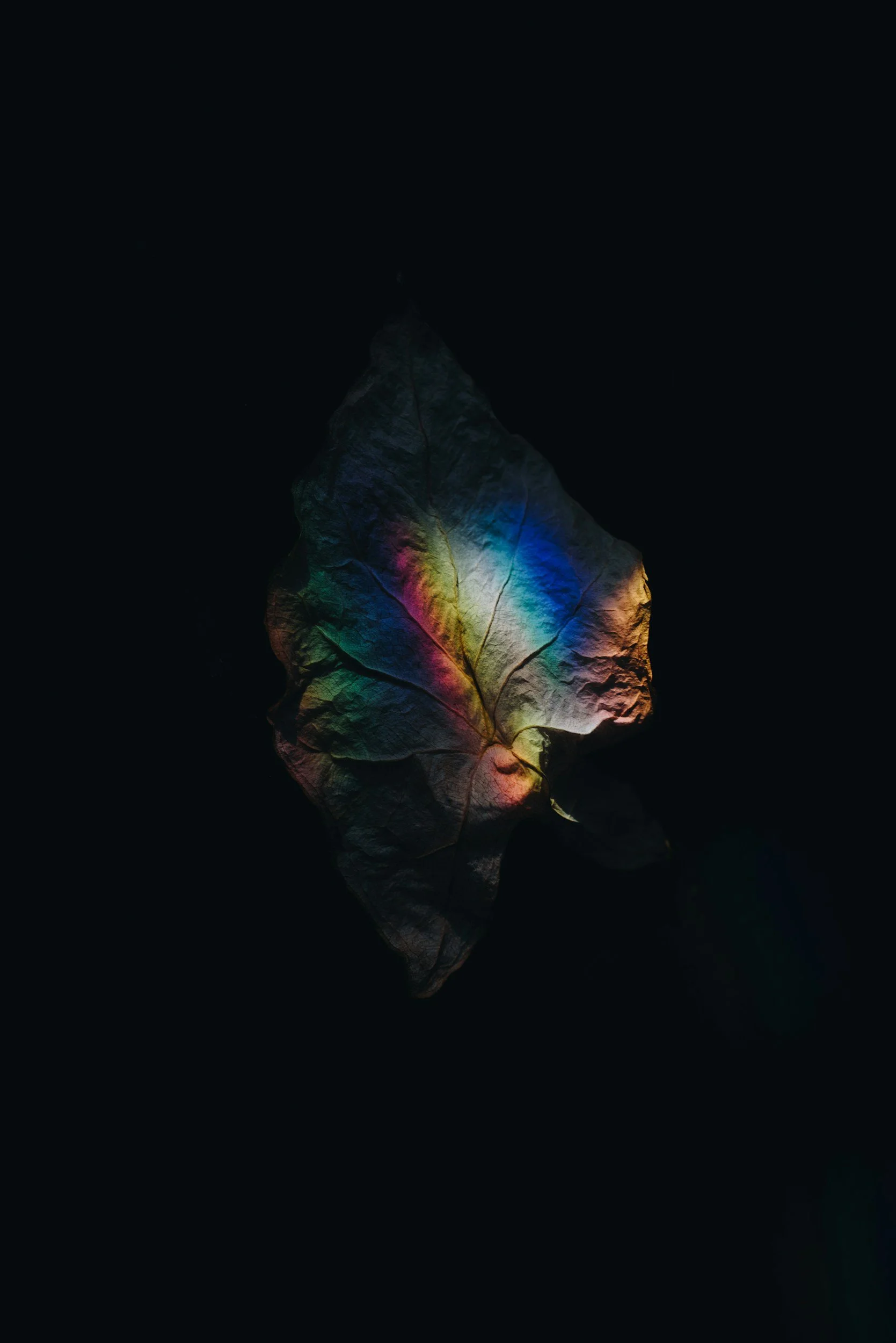 A leaf illuminated with rainbow colors on a dark background.