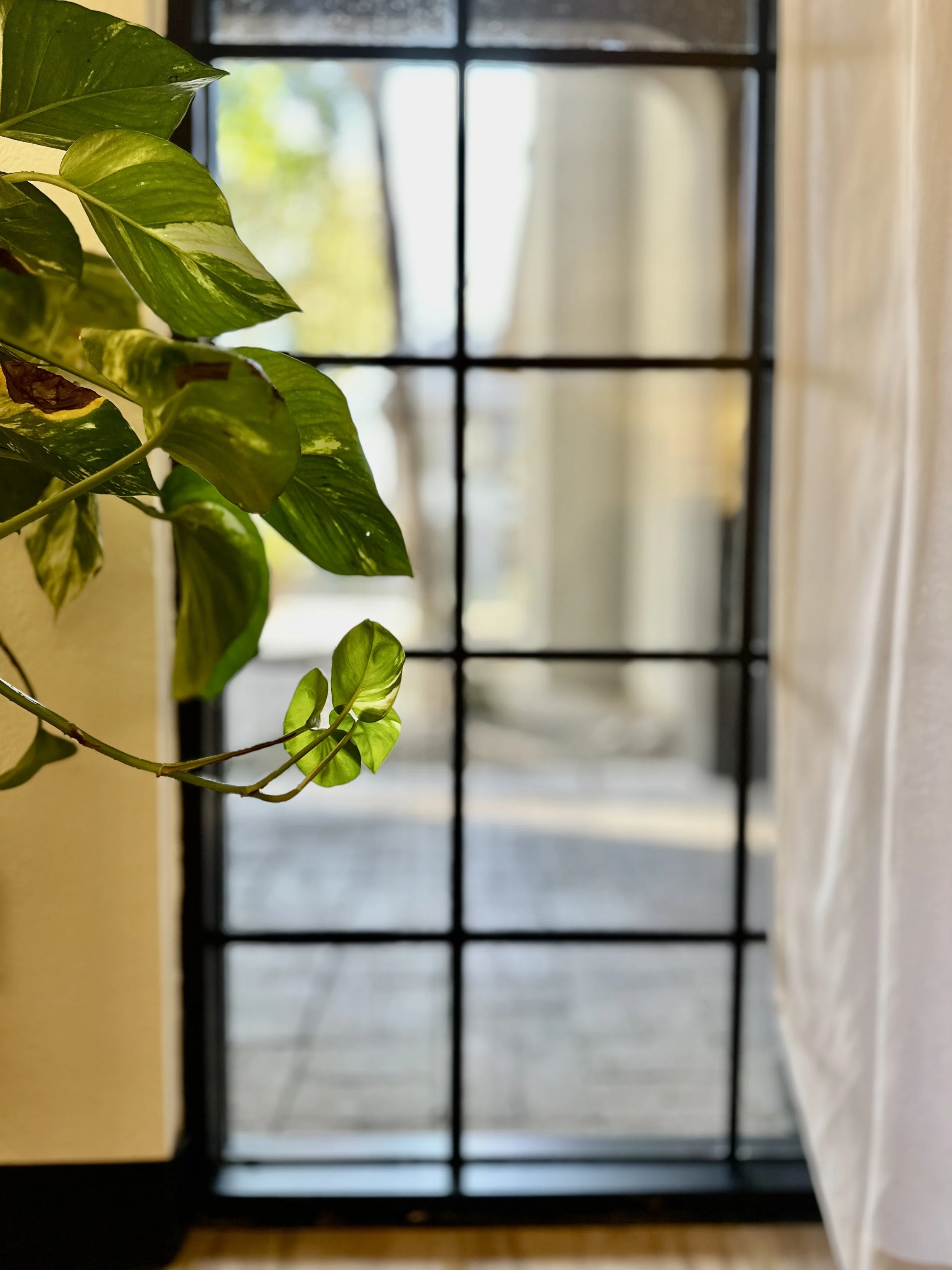 Potted plant with green leaves near a large glass window with a grid pattern, sunlight casting shadows.