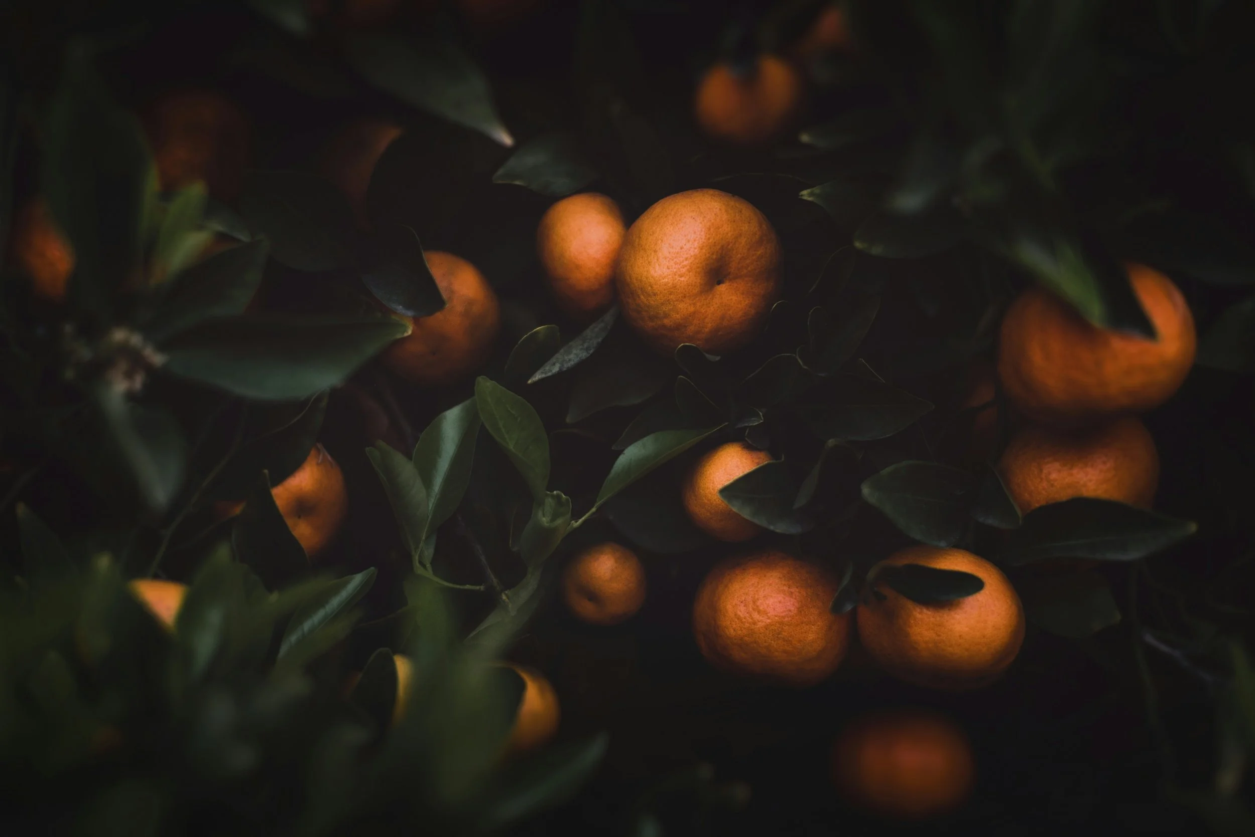 Cluster of oranges on dark green leafy branches.