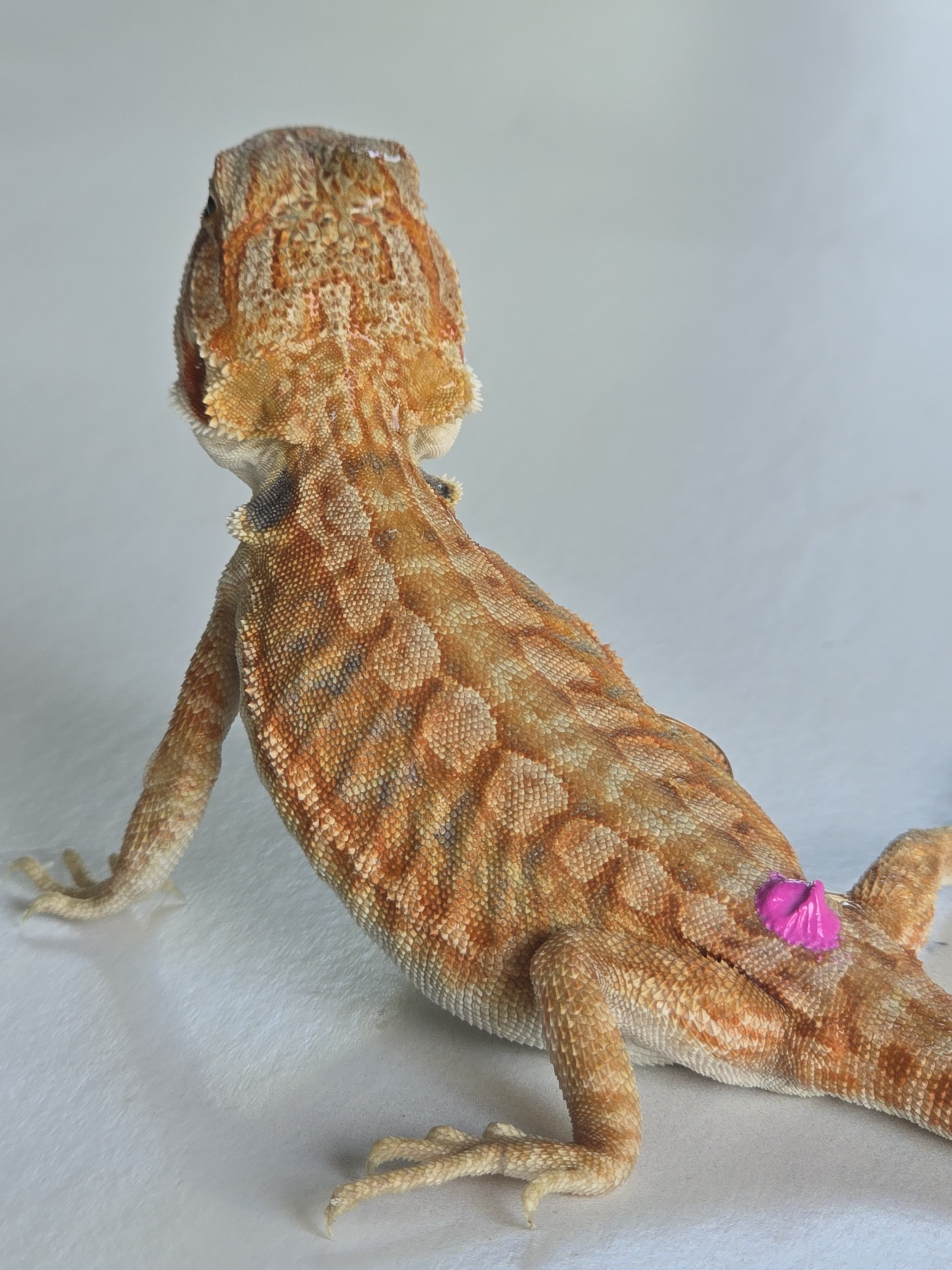 processed_4a49e7ddbb664562bd154cad2f42f837.jpeg