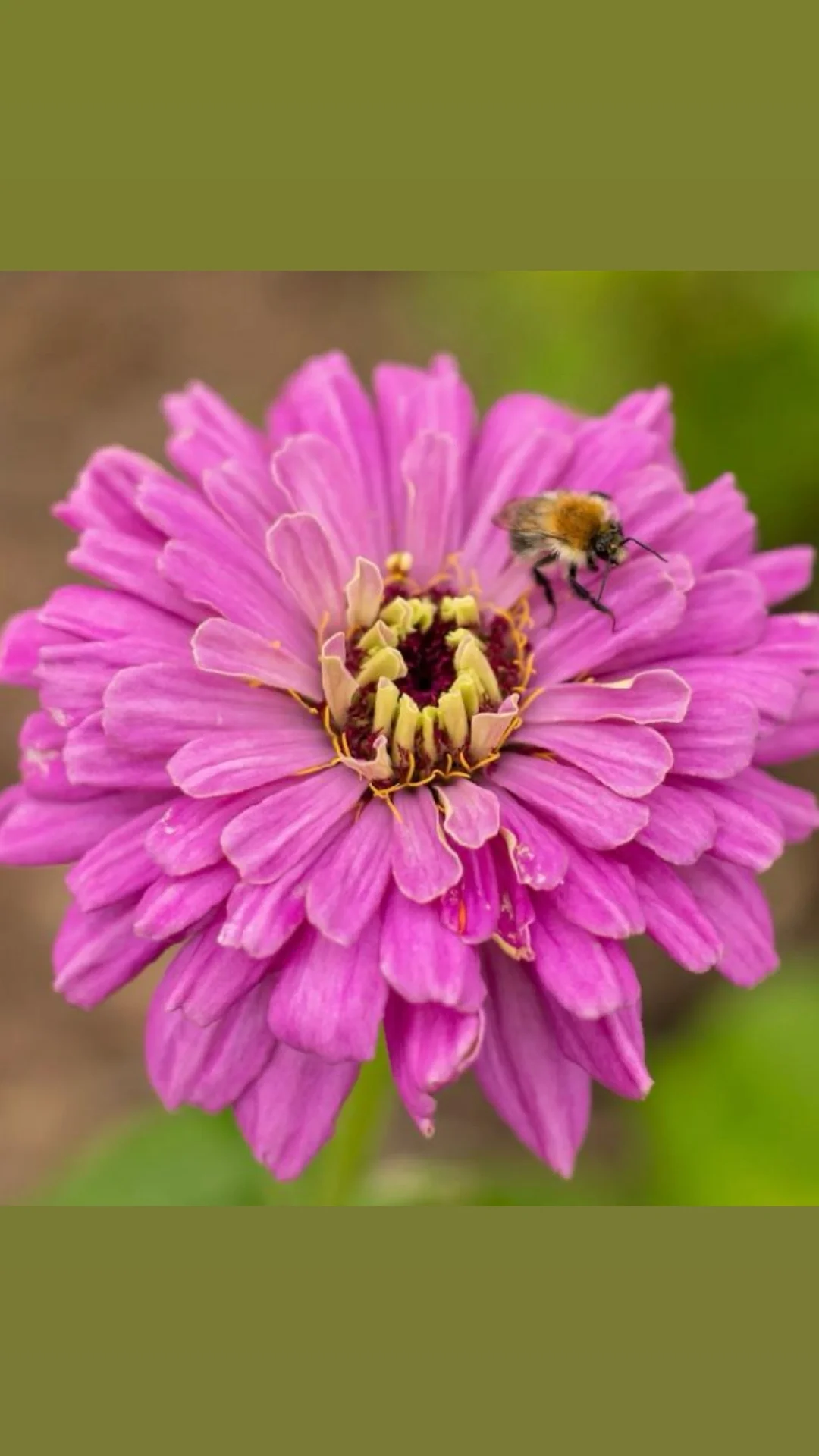 Irish-Grown Wedding Flowers: Why Local Blooms Make Your Wedding Truly Special