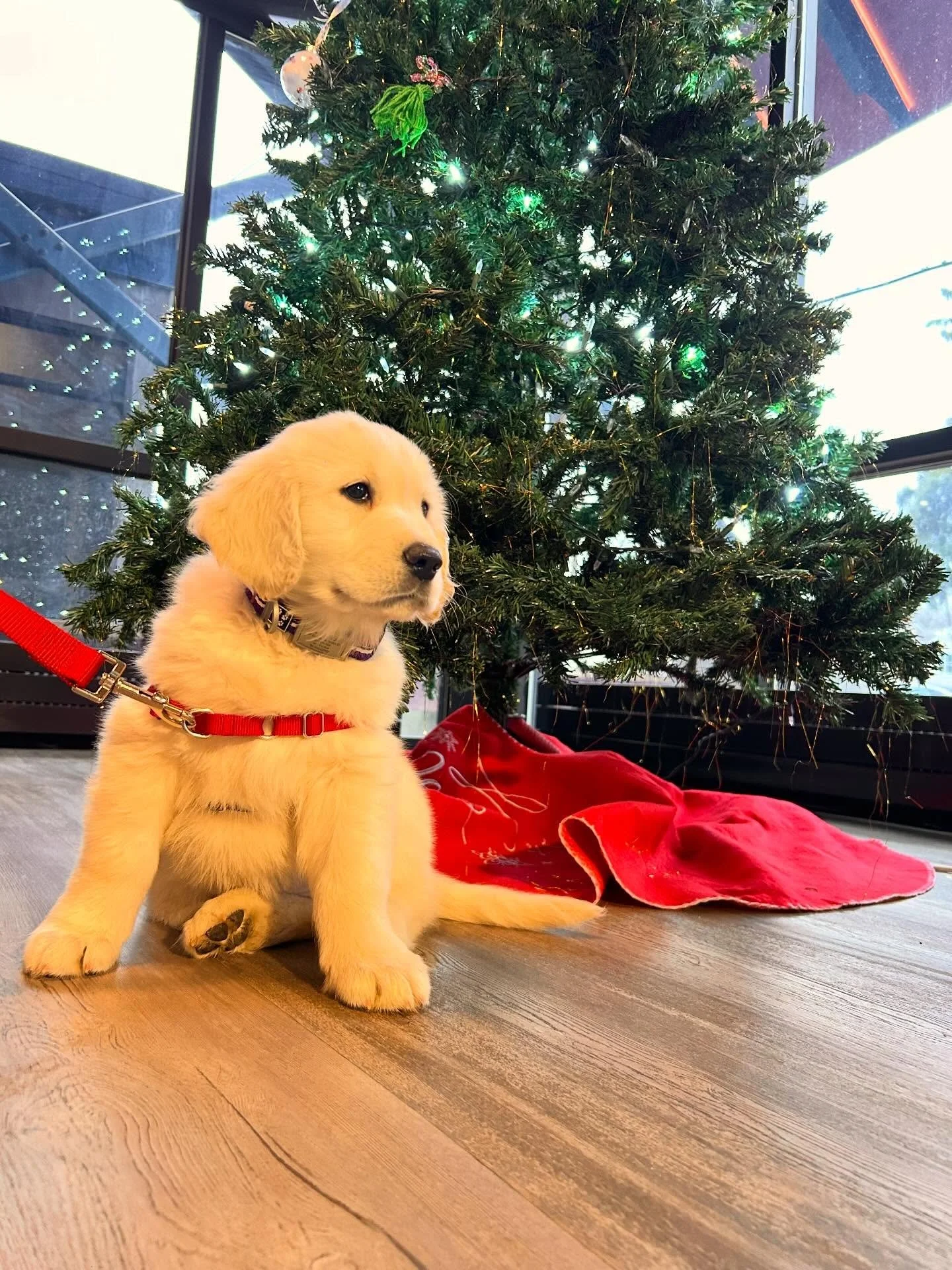 Say hello to Sunton, the cutie who has all our hearts in a total tumble! If you spot her around the building, make sure to give a wave (or a gentle hello!) to the sweetest goober at The Flight. 

And don&rsquo;t forget &mdash; you can have a pet here