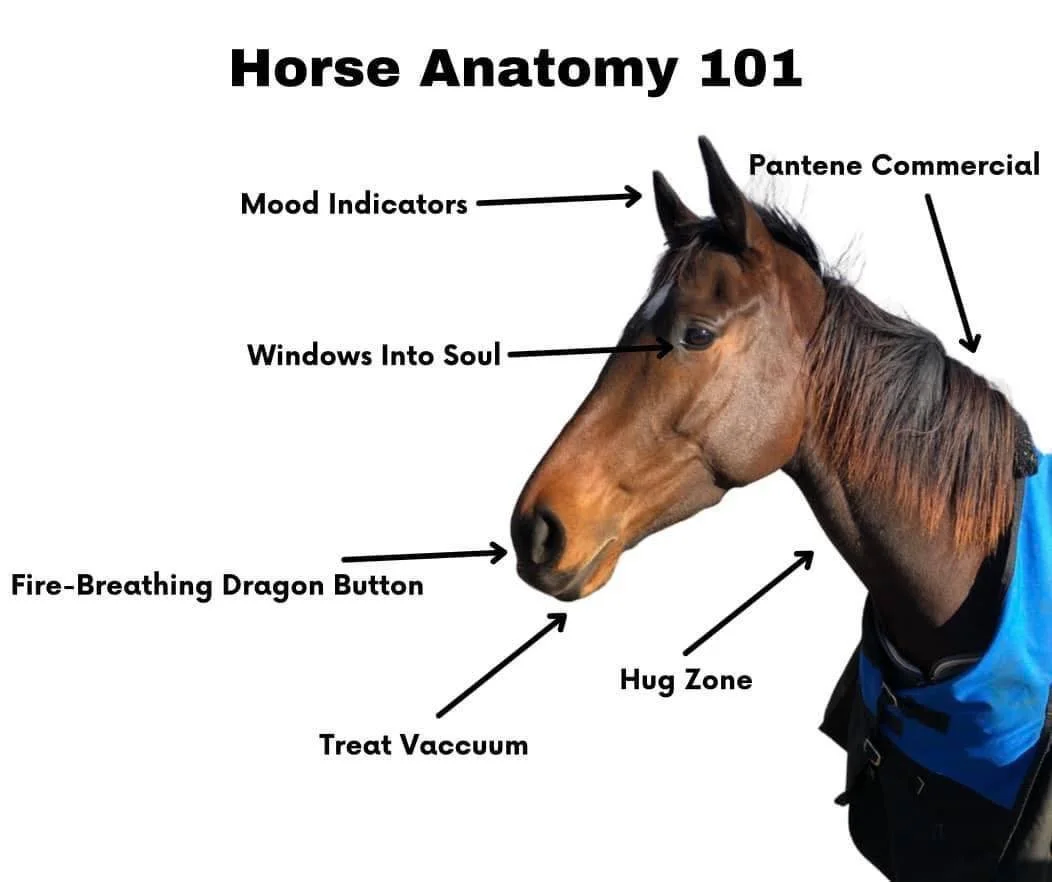 horse attomy.jpg