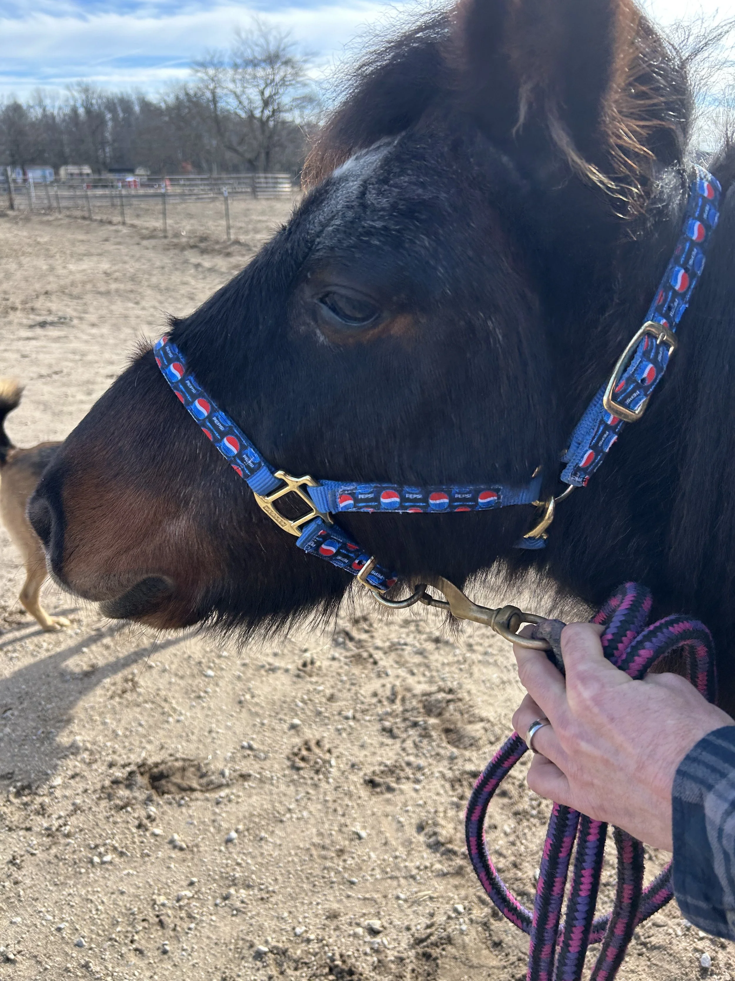 IMG_9628.jpeg (Copy)