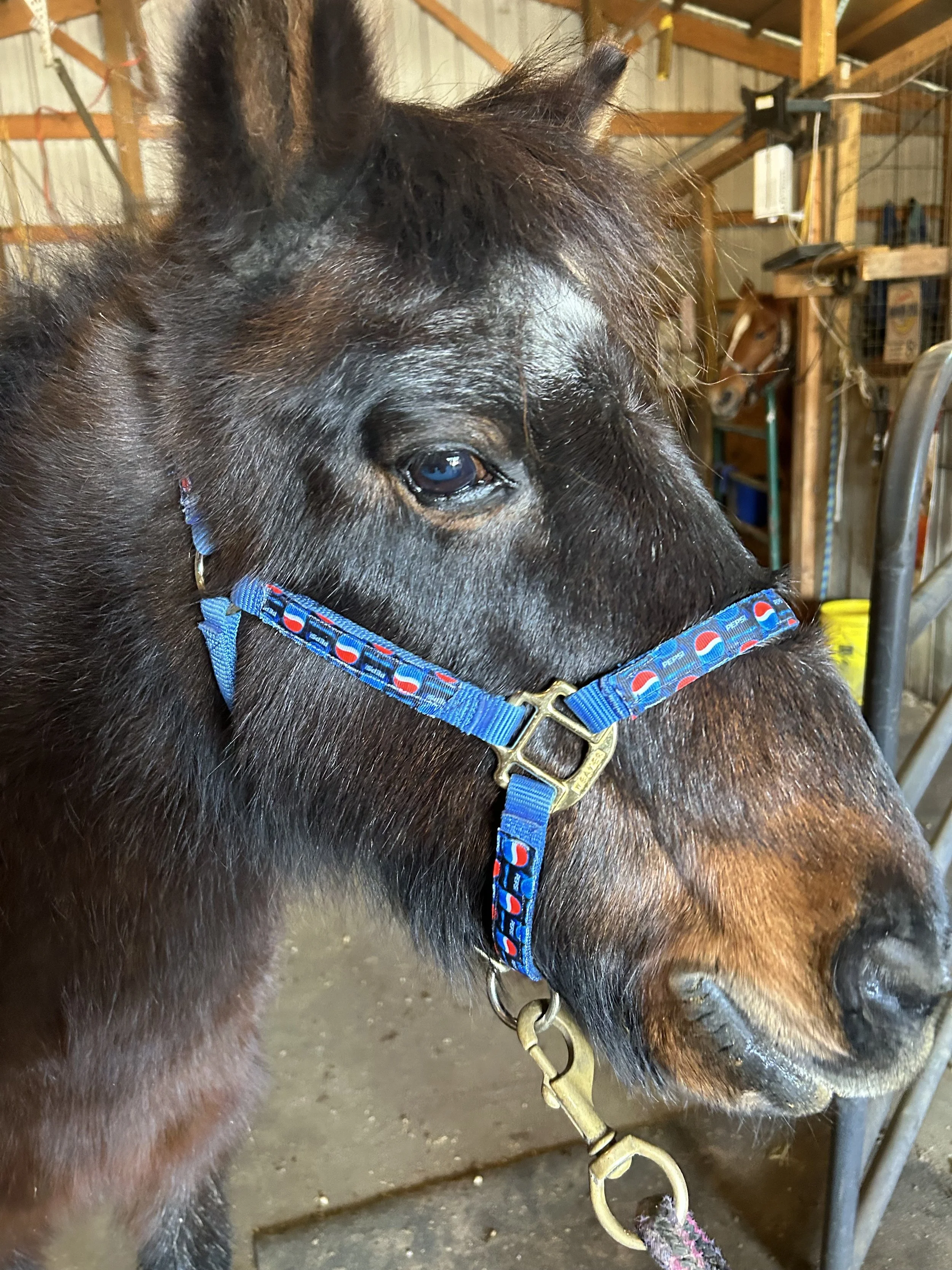 IMG_9625.jpeg (Copy)