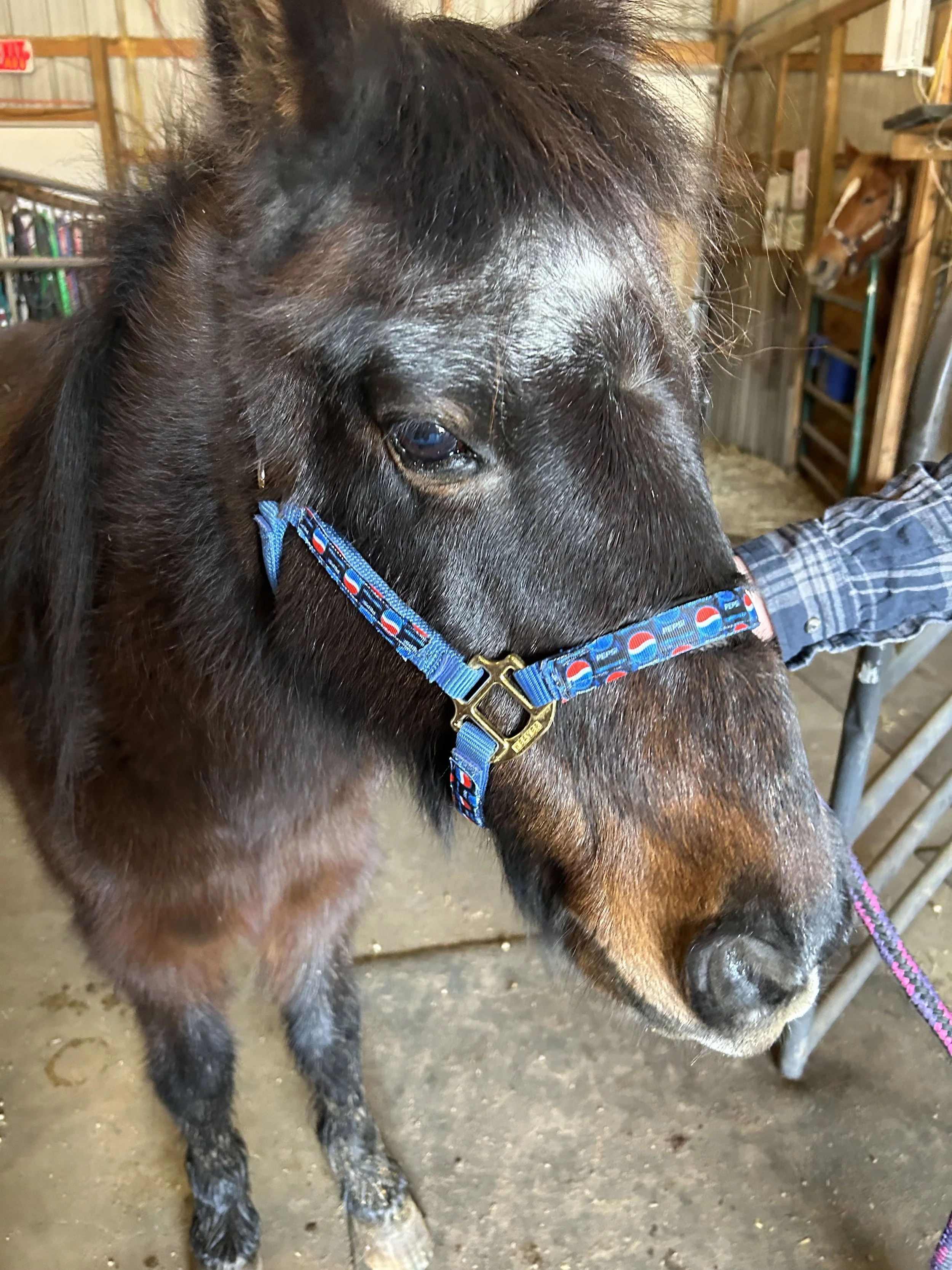 IMG_9626.jpeg (Copy)