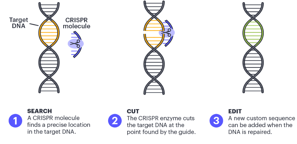 How CRISPR Changes DNA