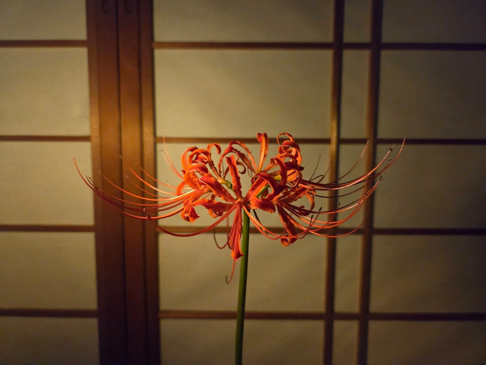 Ohigan: A Japanese Tradition of Autumn &amp; Red Spider Lilies