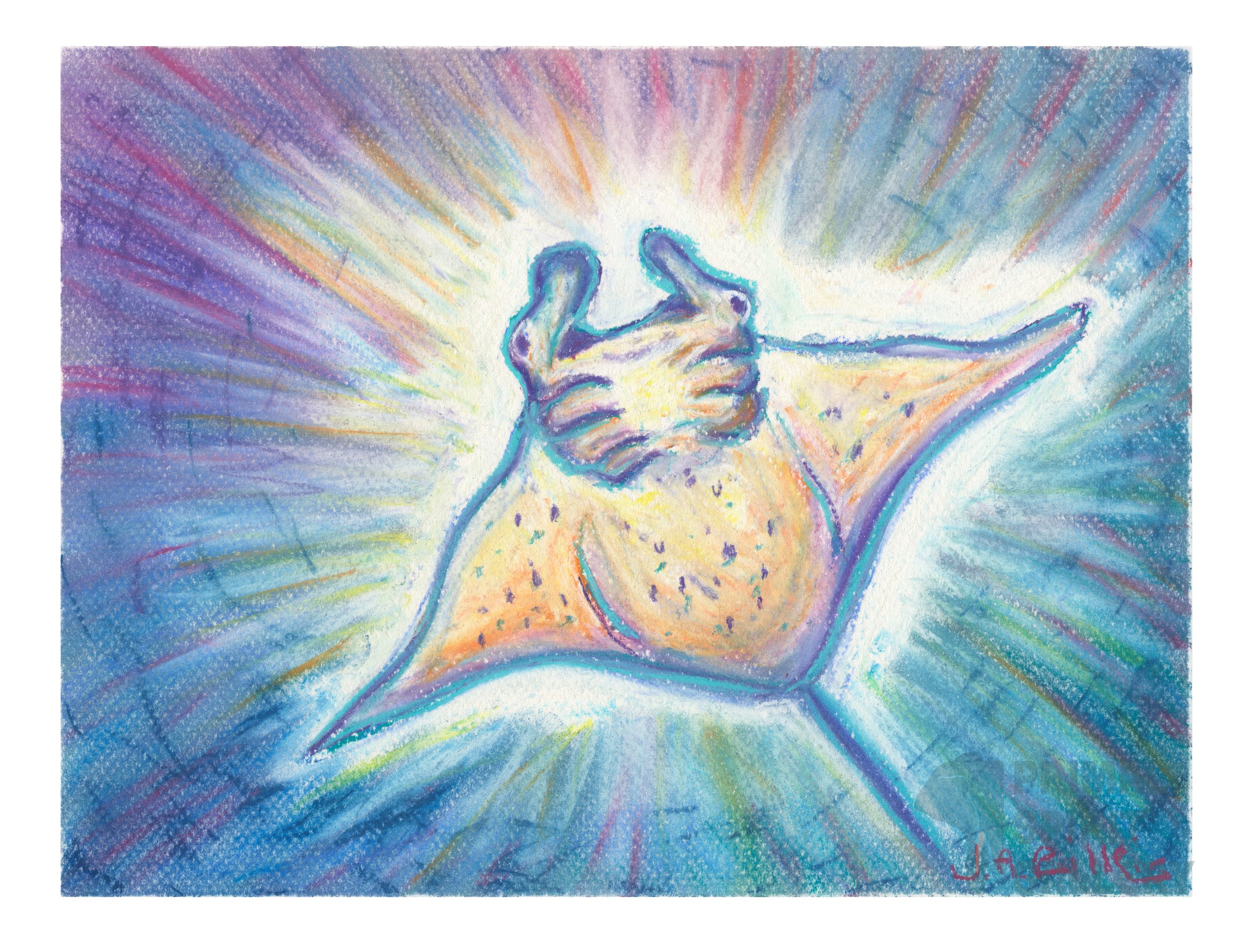 Manta Ray.jpg