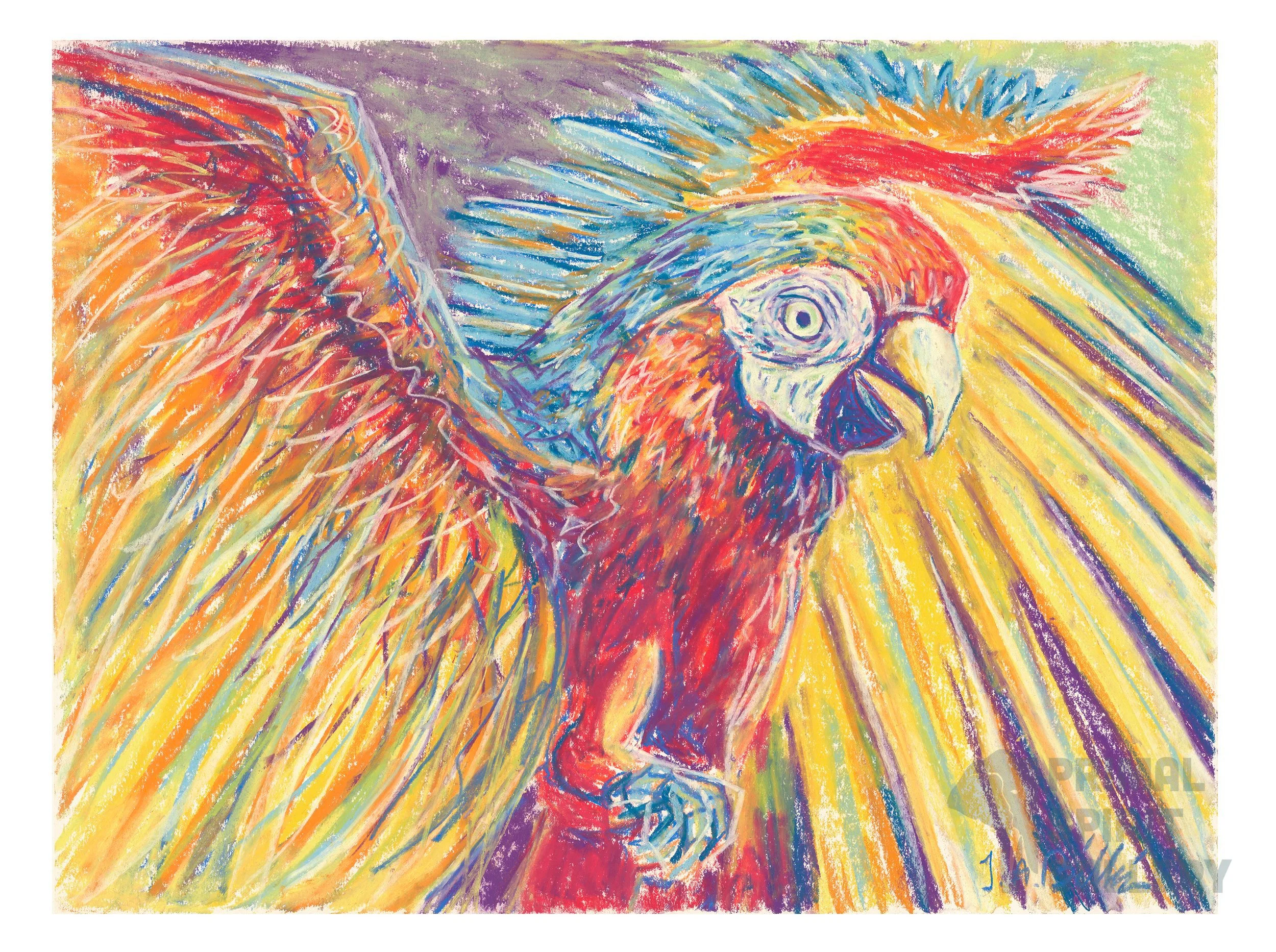 Macaw 2.jpg