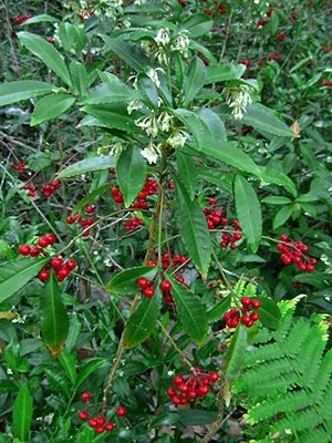 Invasive Coral Ardisia