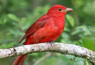 Interesting Birds of the Preserve
