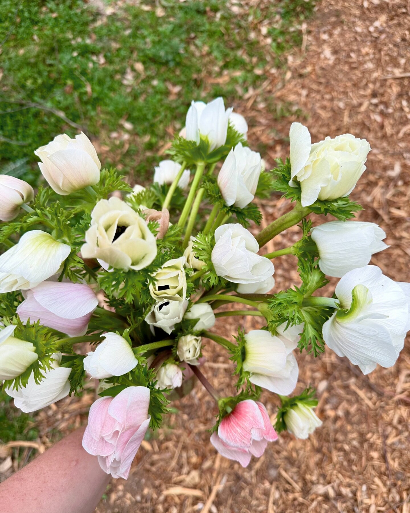 I think it&rsquo;s safe to say that spring has sprung! Anemones are doing great and the ranunculus are starting to bloom now 🙏