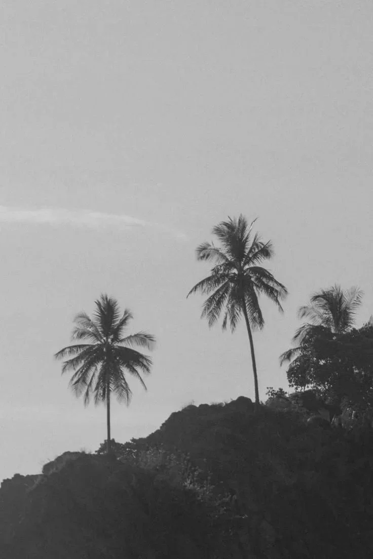 Black and white photo of two palm trees on a hill against the sky.