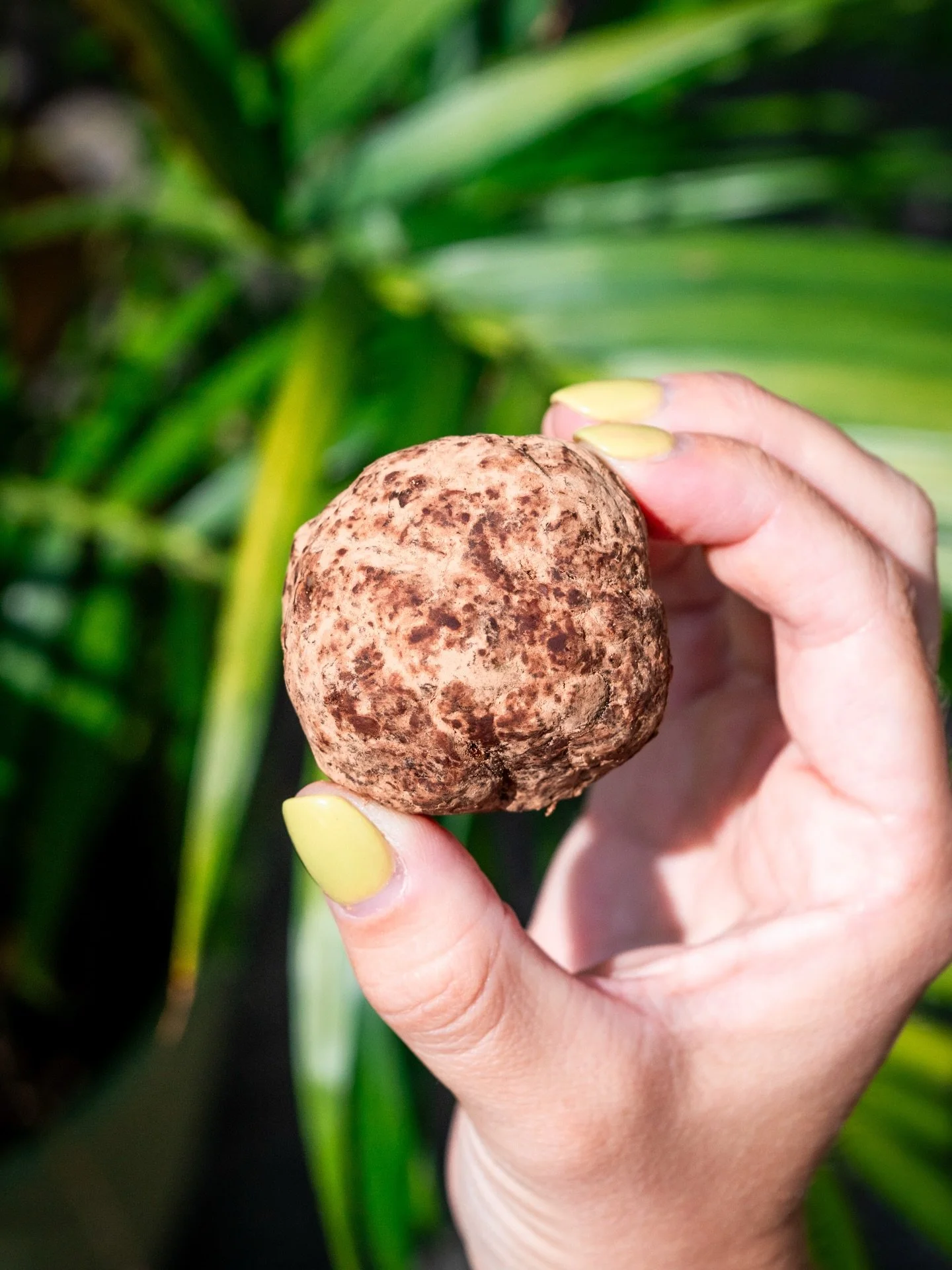 SWIPE TO TAKE A BITE ➡️

Our Superbite Truffle is made with all raw, organic ingredients ✨ Almonds, dates, hemp hearts, pepitas, sunnies, cinnamon, pink Himalayan salt and cacao.

The perfect lil sweet treat to pair with your coffee ☕️

#pittsburghca