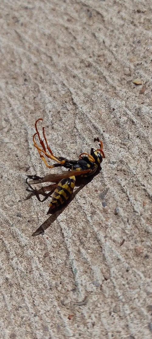 Primo Pest Solutions