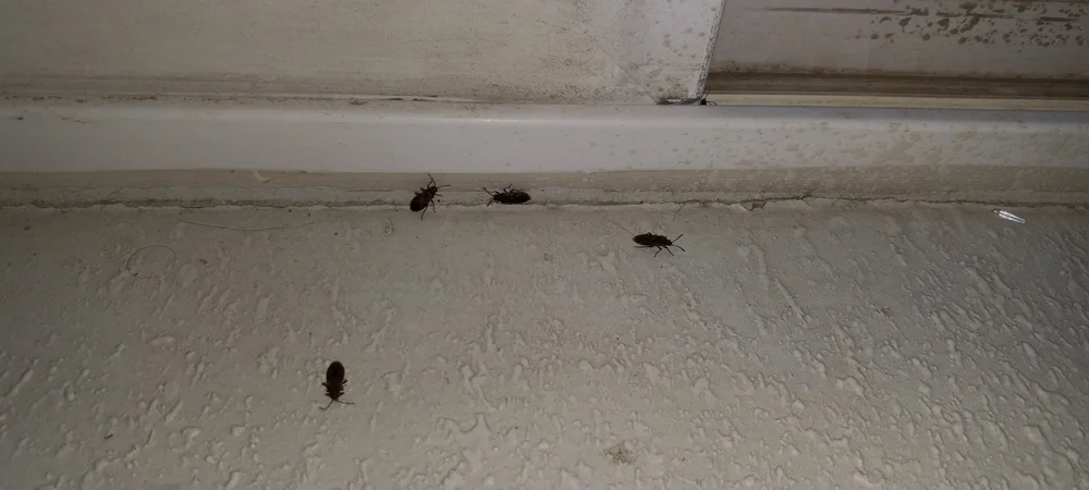 Pest Control in North Salt Lake | Spider, Bed Bug, Roach & Rodent ...