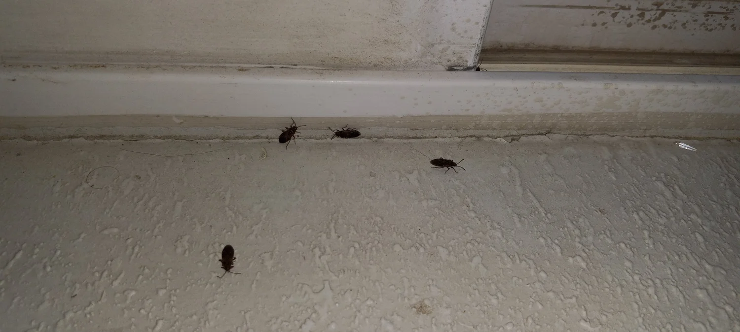 Pest Control in North Salt Lake | Spider, Bed Bug, Roach & Rodent ...