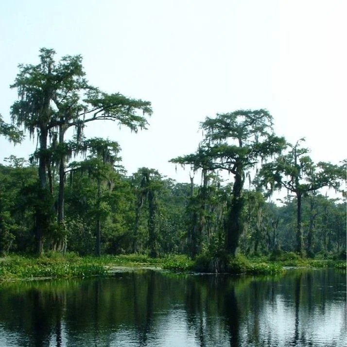 Wakulla Springs State Park

Cool off at one of the world's largest freshwater springs at Wakulla Springs State Park, where you can swim in crystal-clear spring water, take a scenic riverboat tour to spot manatees, alligators, and native birds, hike o