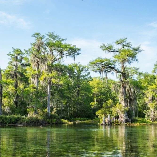 Wakulla Springs State Park

River Boat Tours: Relax on a 45-minute guided boat ride down the river to see alligators, native birds, and turtles. Tickets cost $8 per adult.

Lodge Dining and Soda Fountain: Visit The Edward Ball Dining Room for Souther