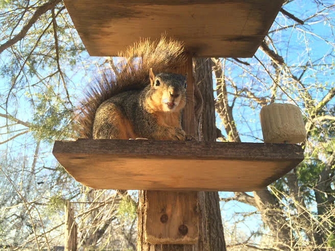 Backyard Buddies: Mr. Kelly and His Squirrel
