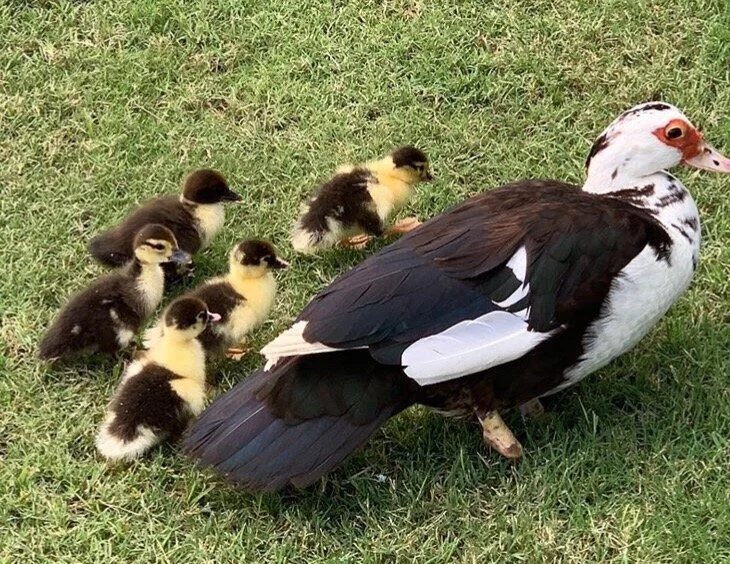 2019 Duck Update: Don't Feed the Ducks!