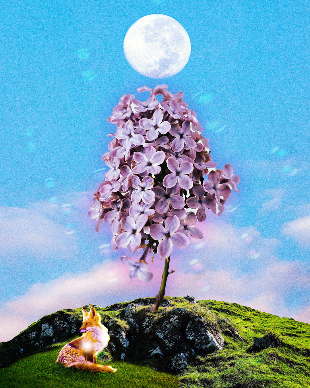 FOXES AND LILACS - PINK FULL MOON 2026 copy.png