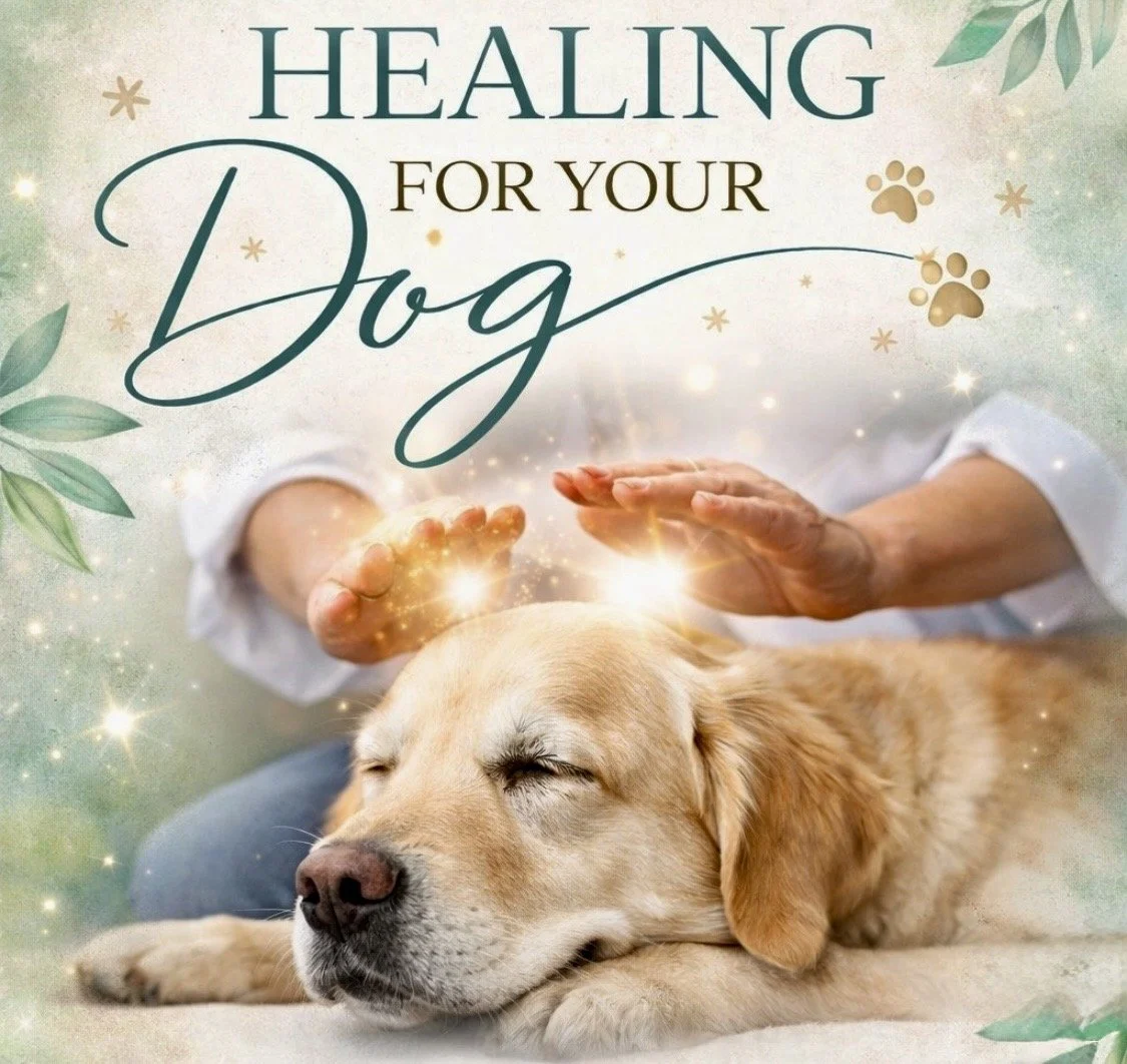 Energy Healing For Dogs