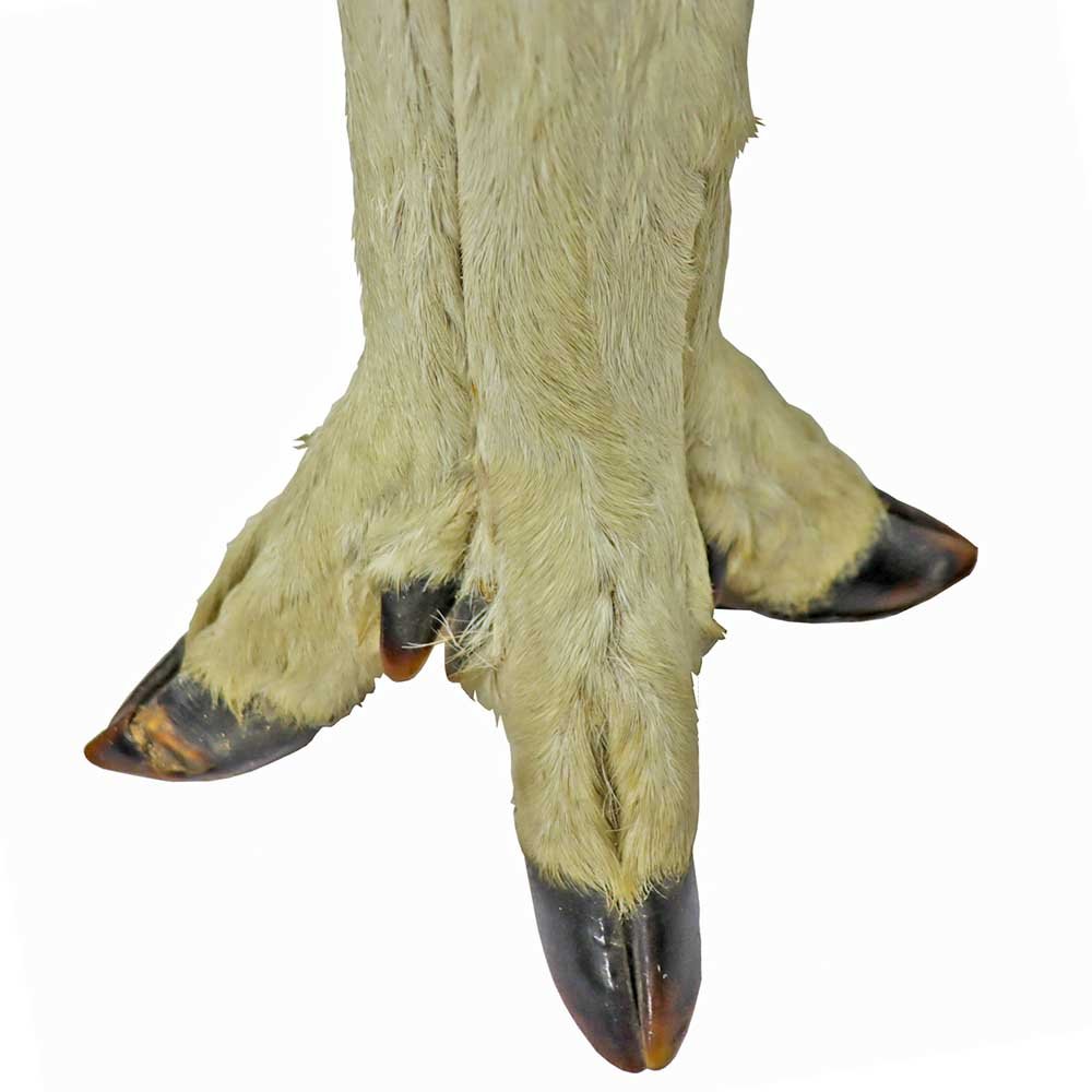 Pair of Taxidermy Hoof Lamps - Aurora Mills