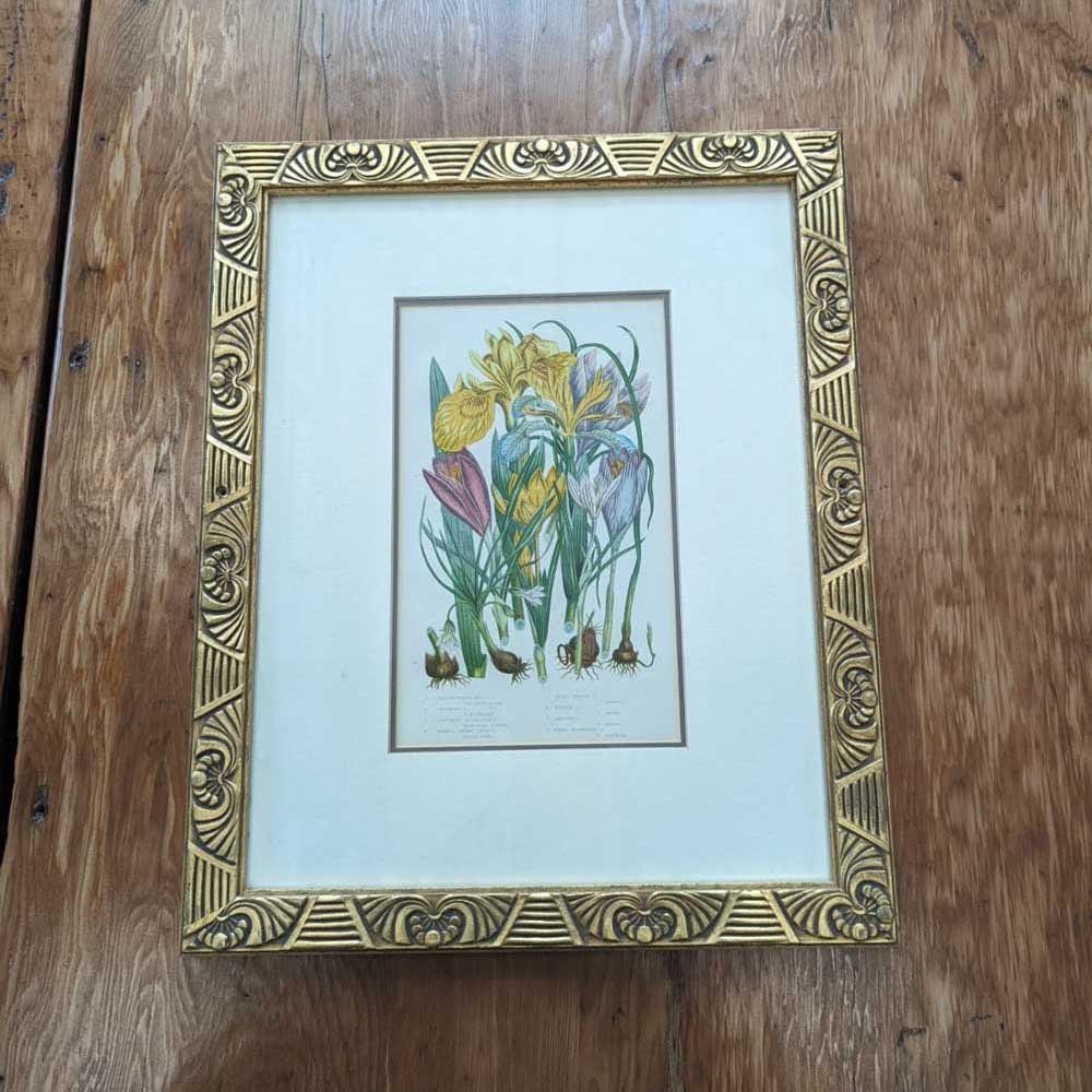 Botanical Print In Nouveau Frame