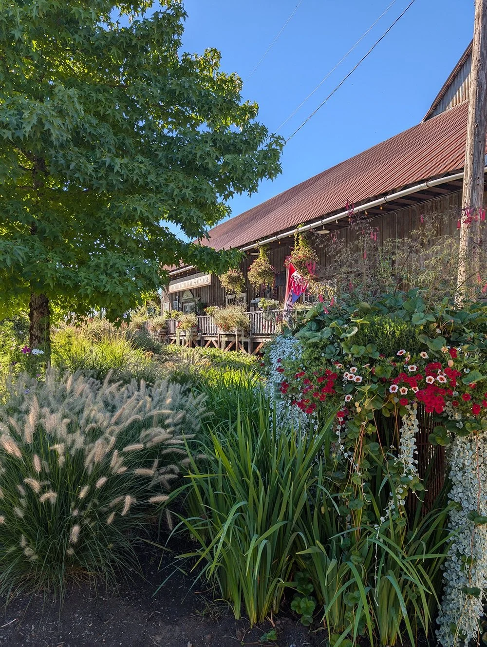 It&rsquo;s dreary today but&hellip; SOON 💐 
.
On rainy dark days like these during spring it&rsquo;s always good to look back on last year&rsquo;s fruit! 🍎 
.
The more rain, the better the growth! Can&rsquo;t wait for the Mill to move into year two