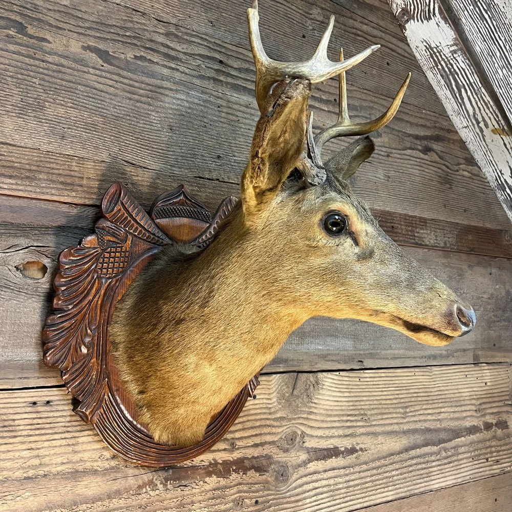 Taxidermy Deer Head on Carved Wooden Plaque — Aurora Mills