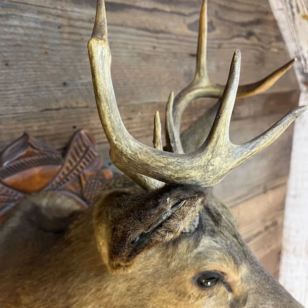 Taxidermy Deer Head on Carved Wooden Plaque — Aurora Mills