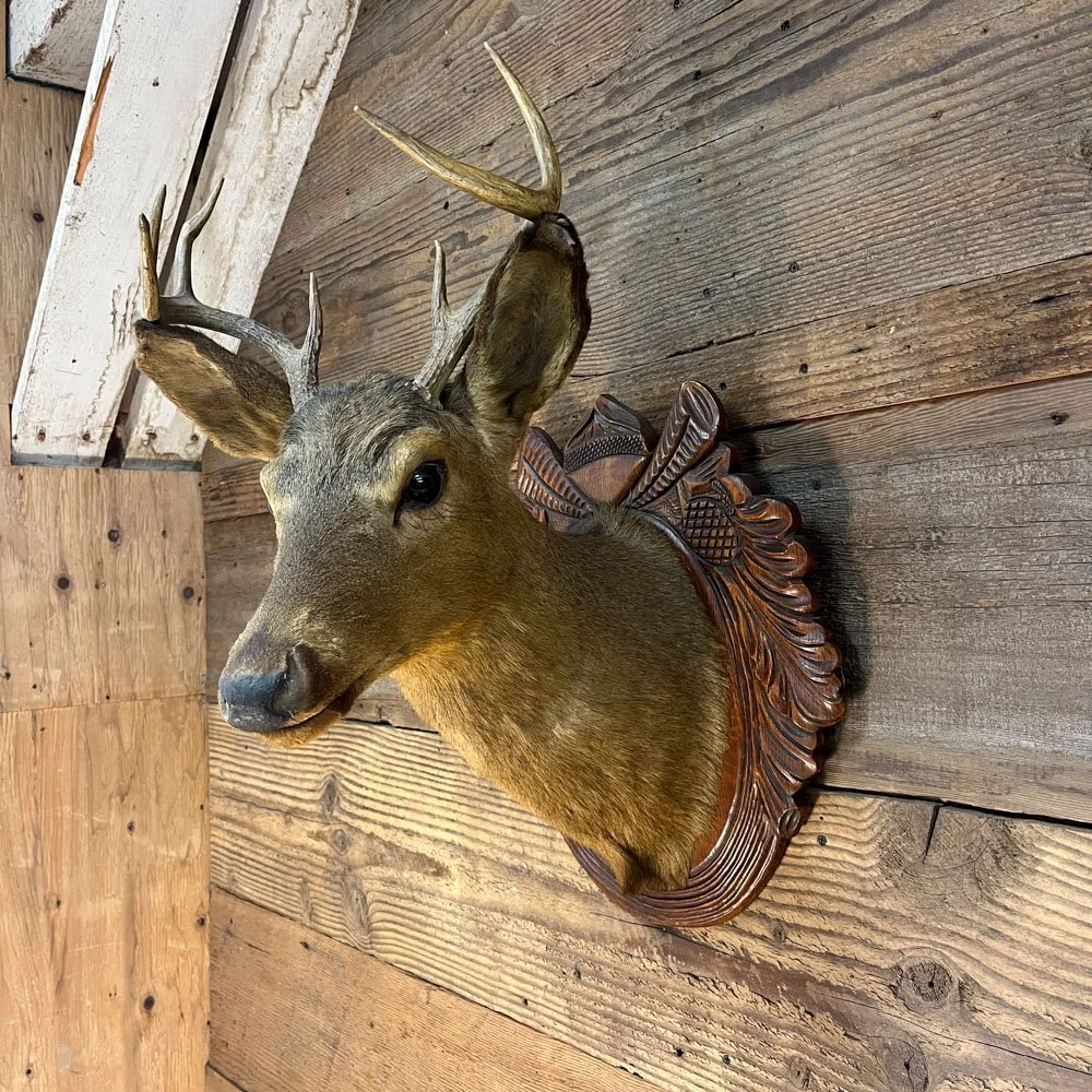 Taxidermy Deer Head on Carved Wooden Plaque — Aurora Mills