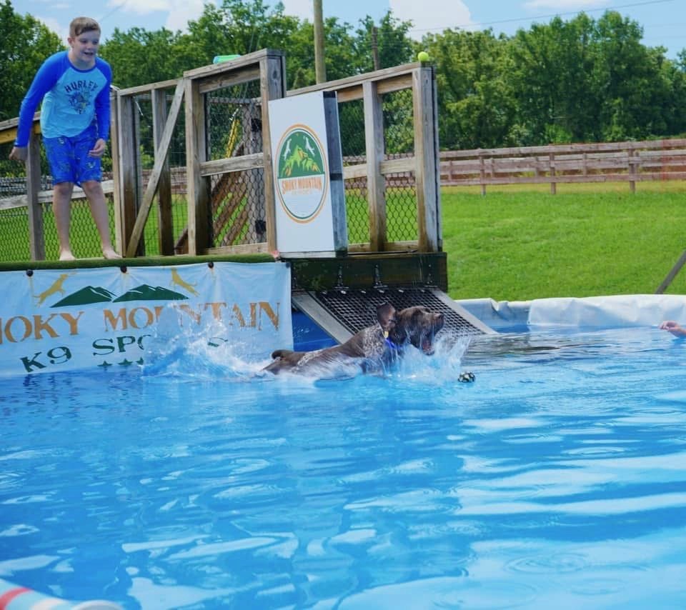 AKC - GSP - Rue - Dock Diving